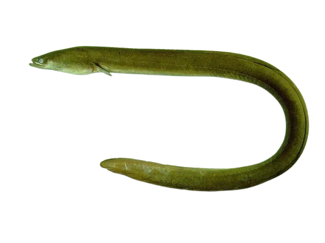 Japanese eel