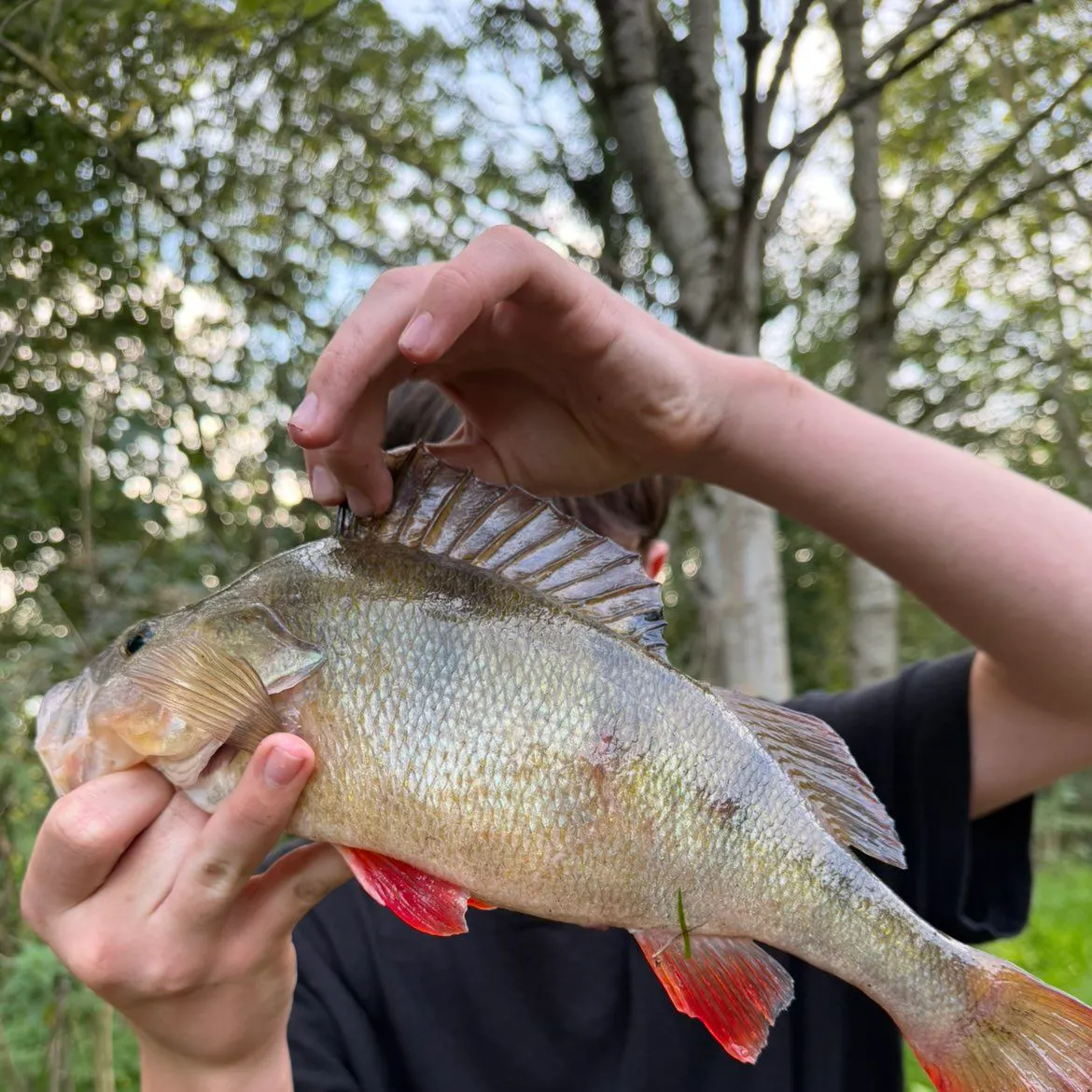 European perch caught on Fishbrain