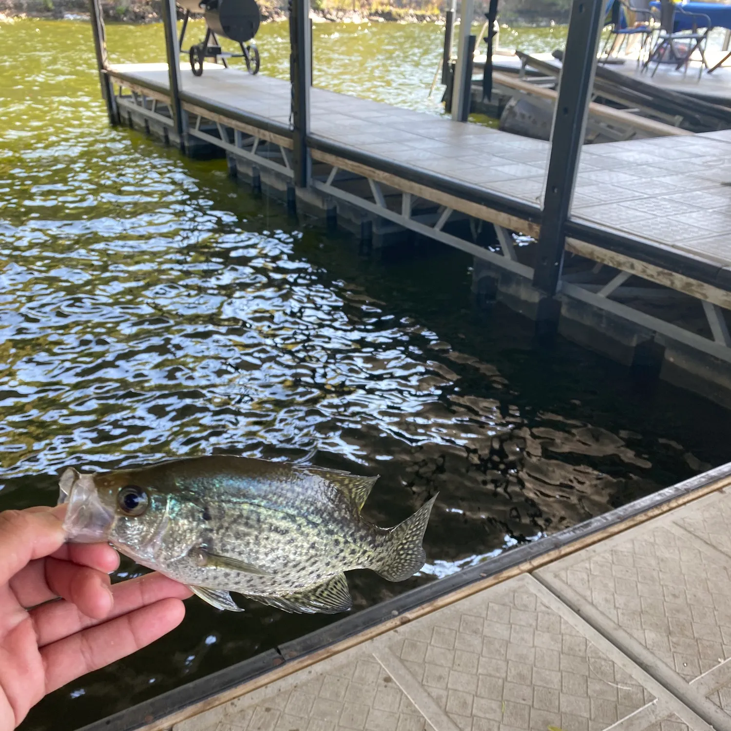 Black crappie caught on Fishbrain