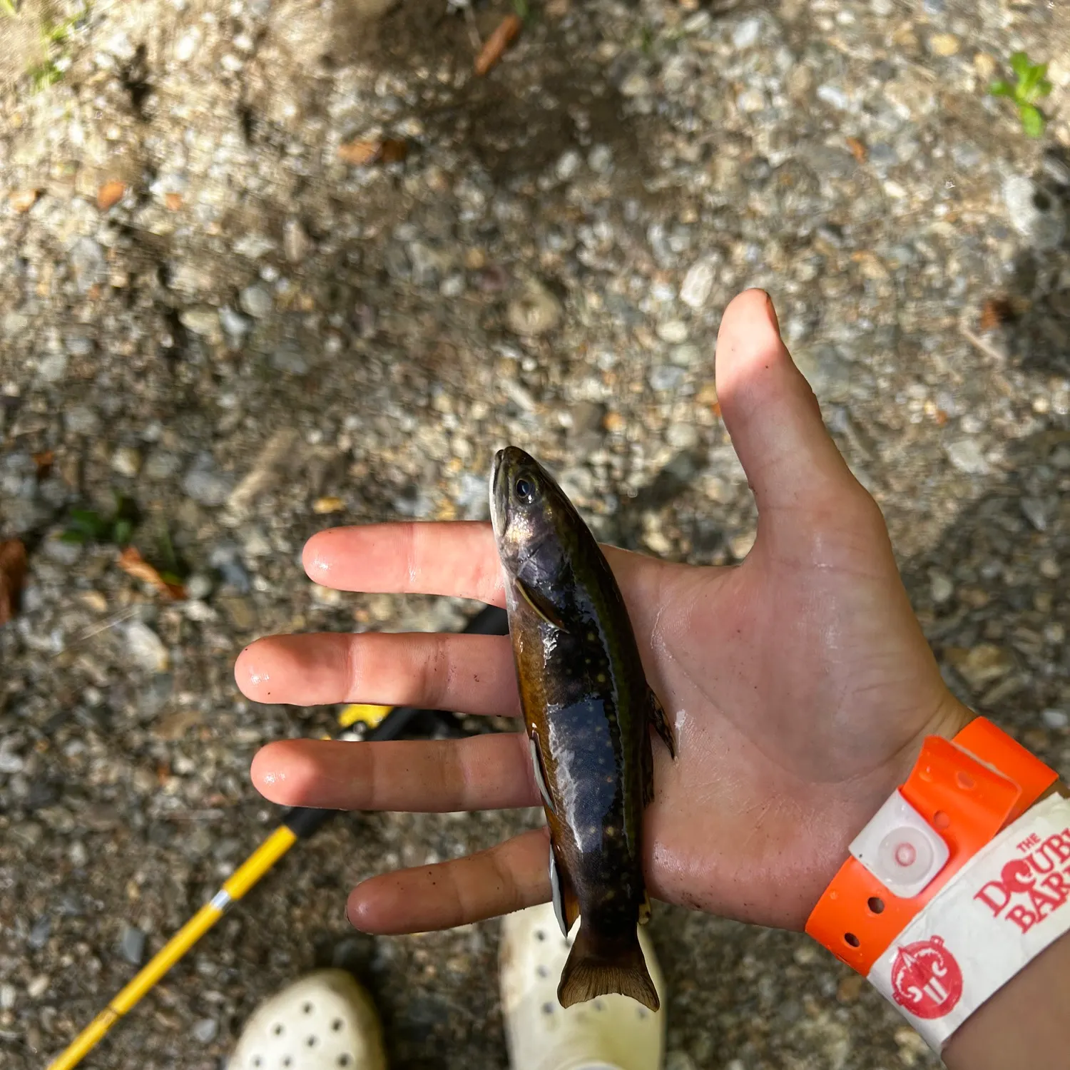 Brook trout caught on Fishbrain