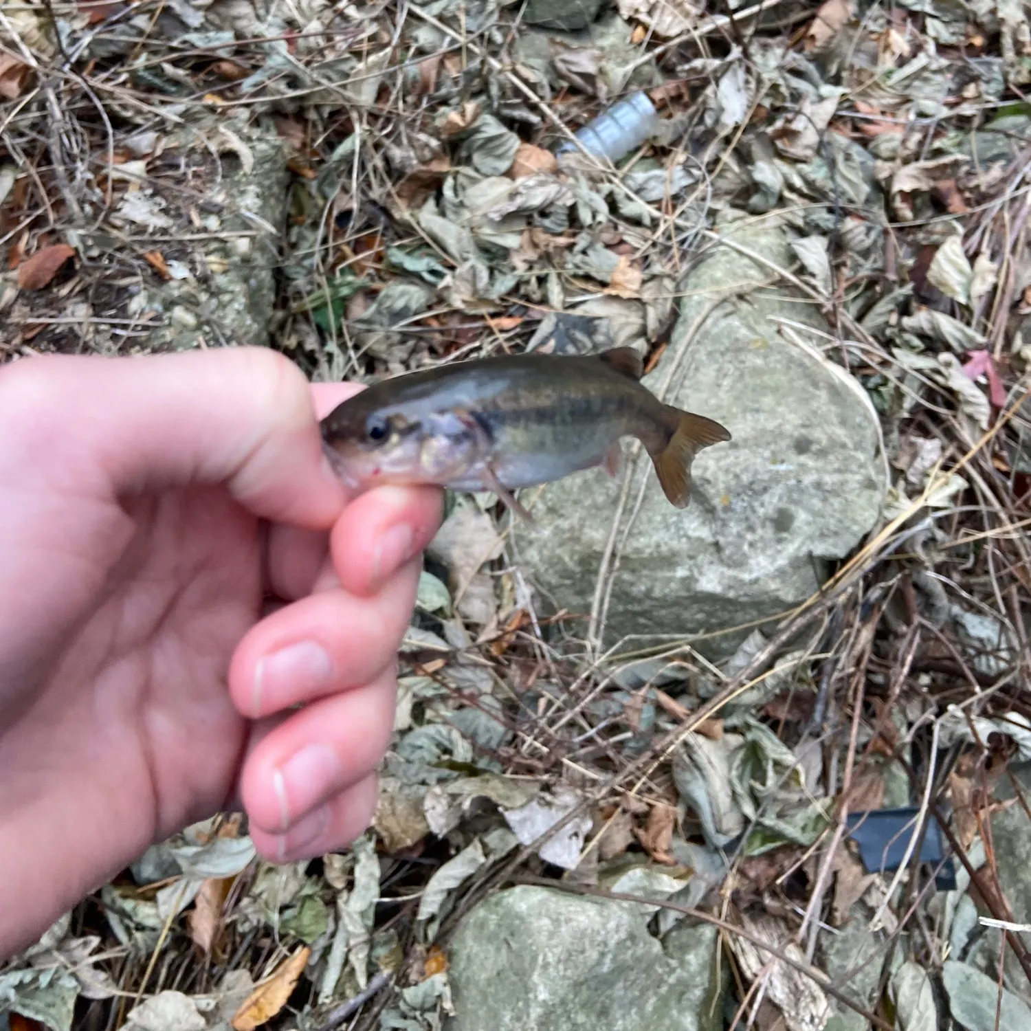 The most recent Creek chub catches on Fishbrain
