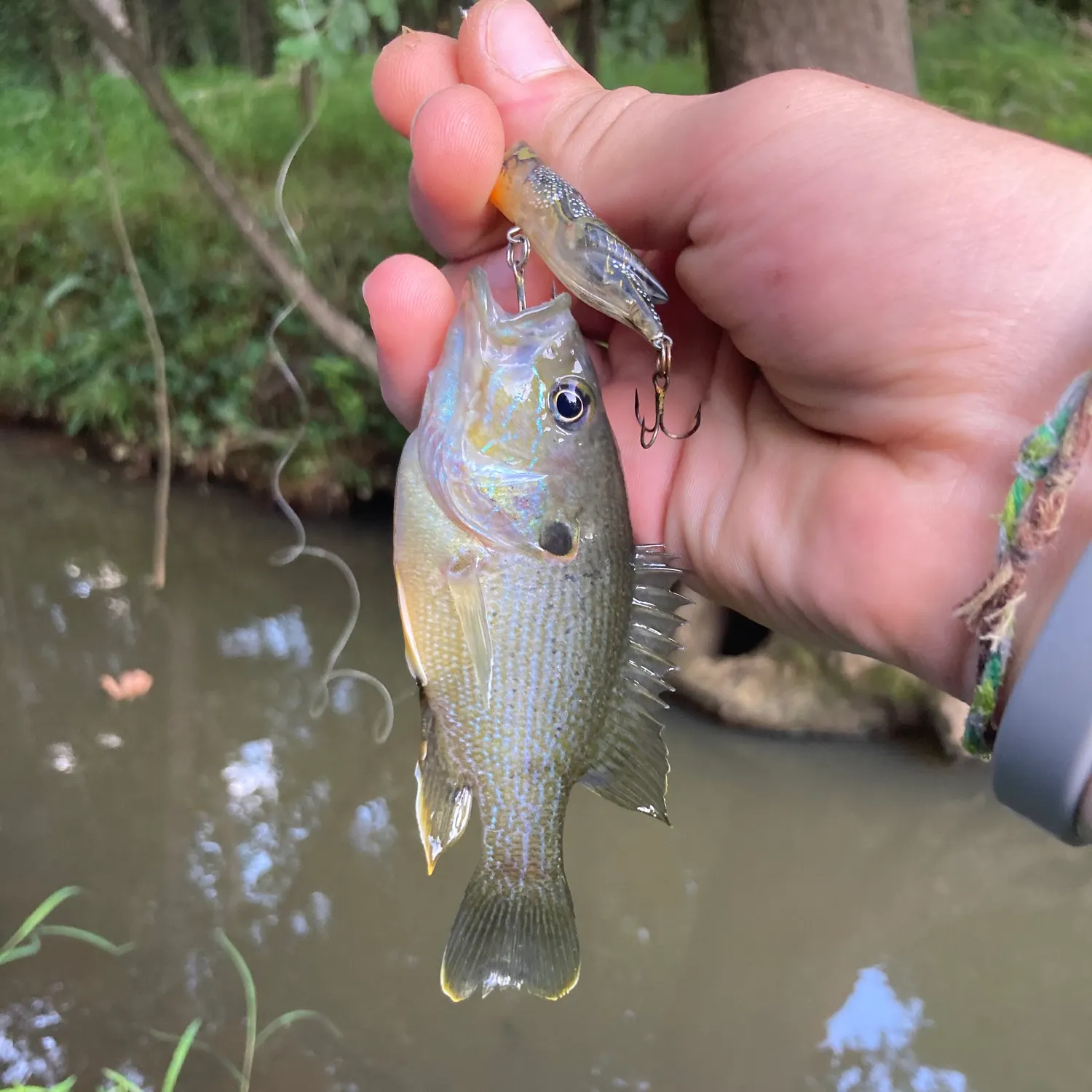 Green sunfish caught on Fishbrain