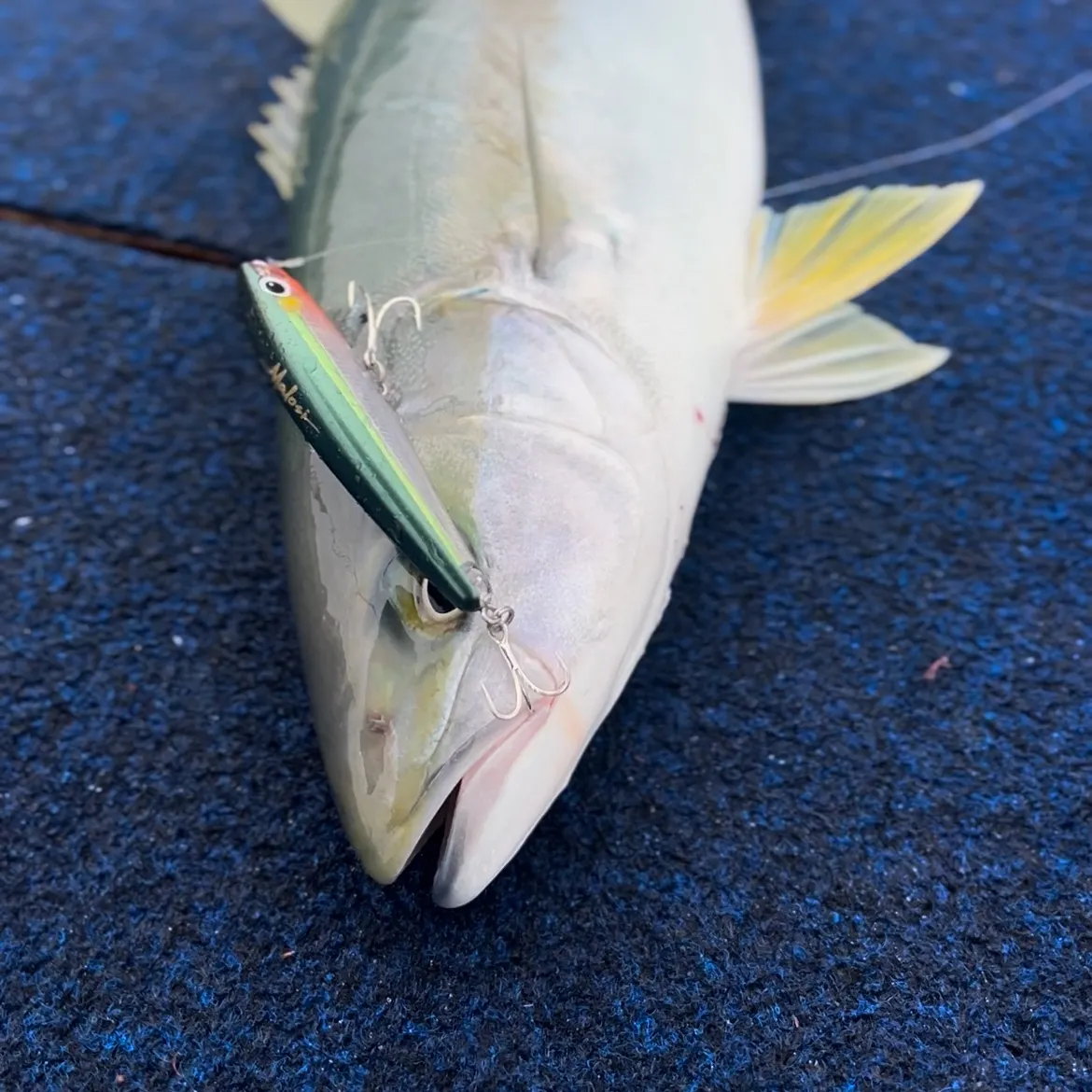 The most recent Southern yellowtail amberjack catches on Fishbrain