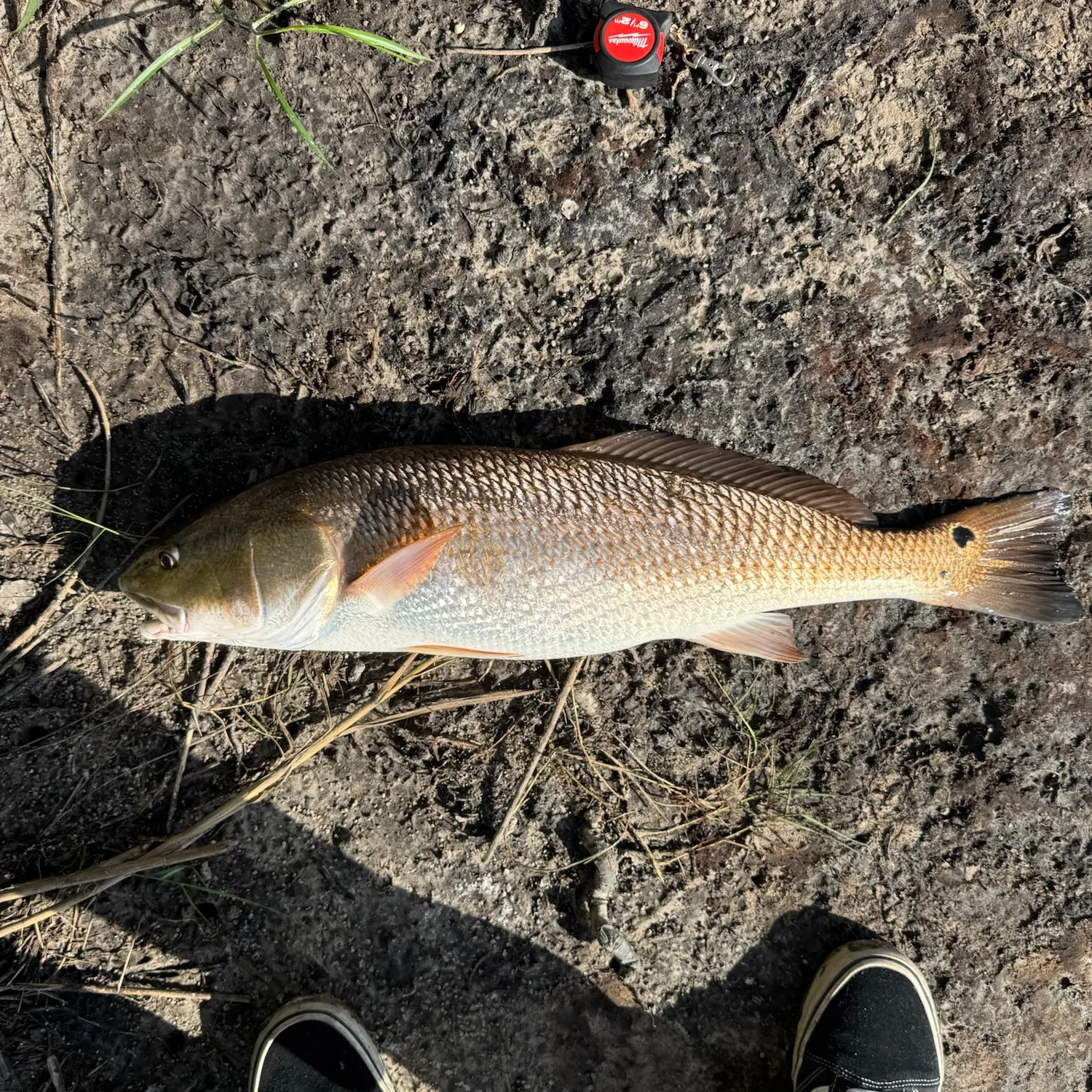 Red drum caught on Fishbrain