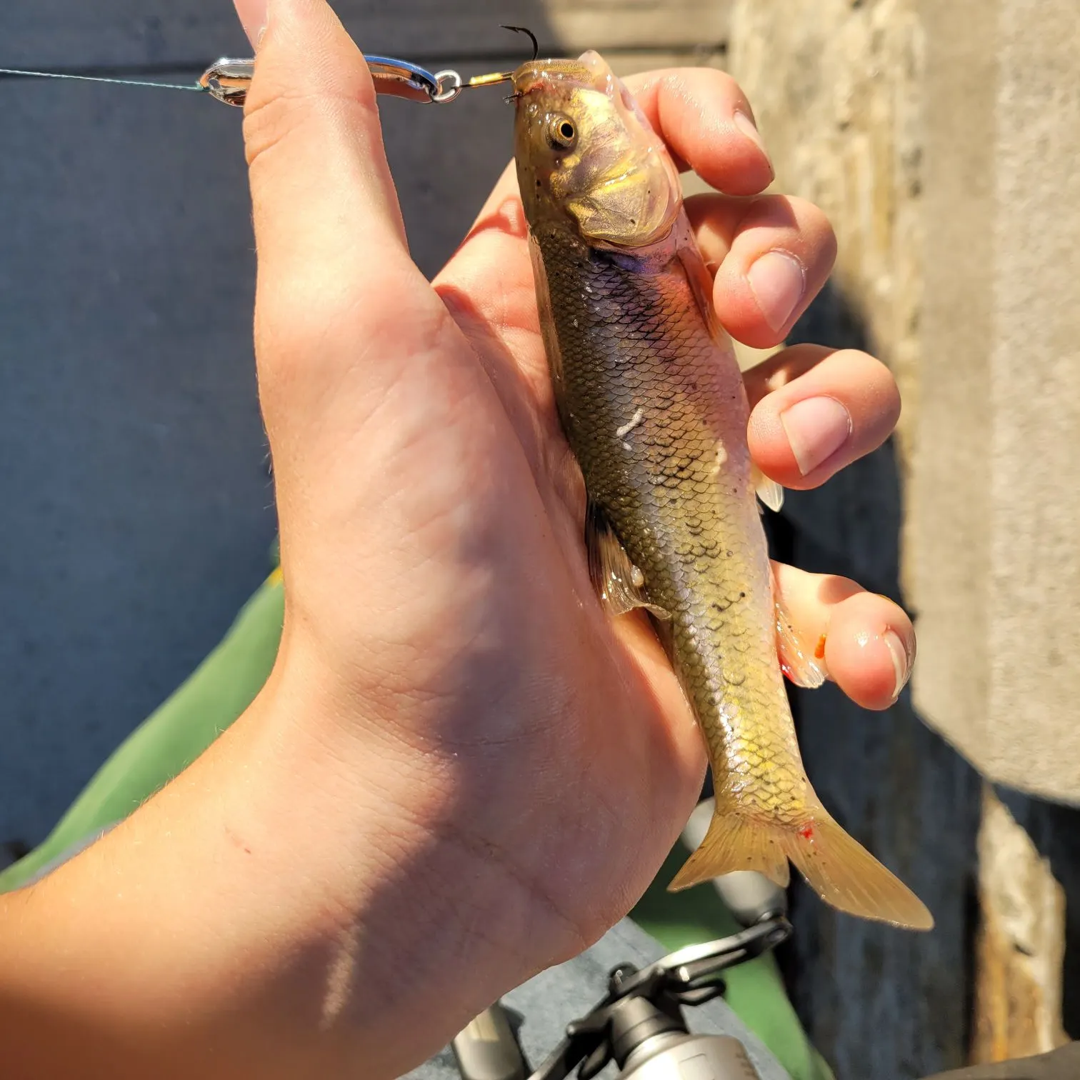 Creek chub caught on Fishbrain