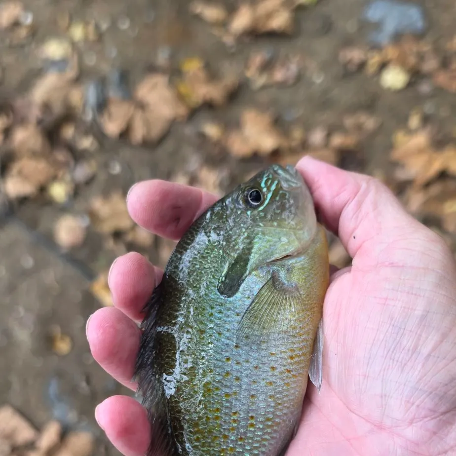Redbreast sunfish caught on Fishbrain