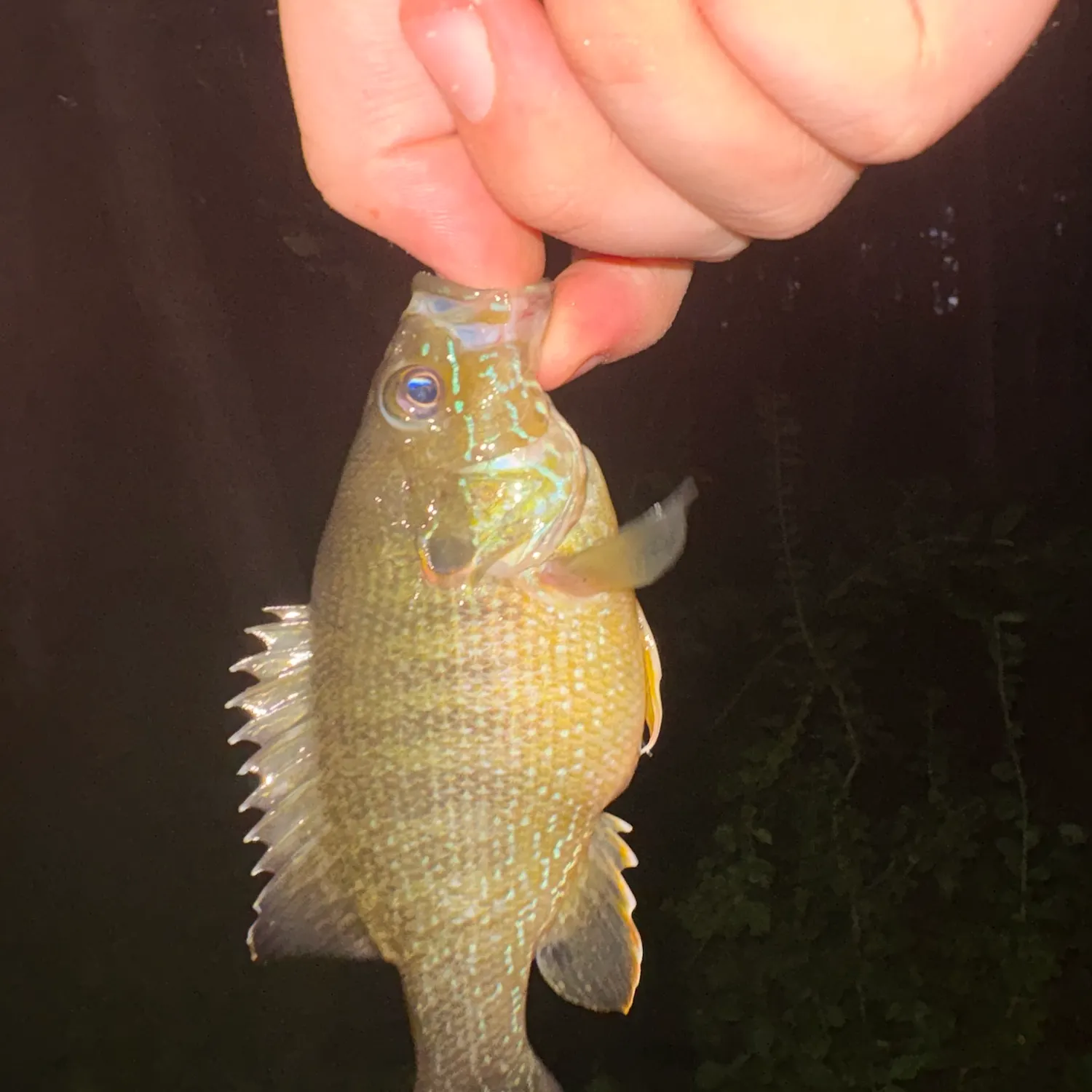 Green sunfish caught on Fishbrain