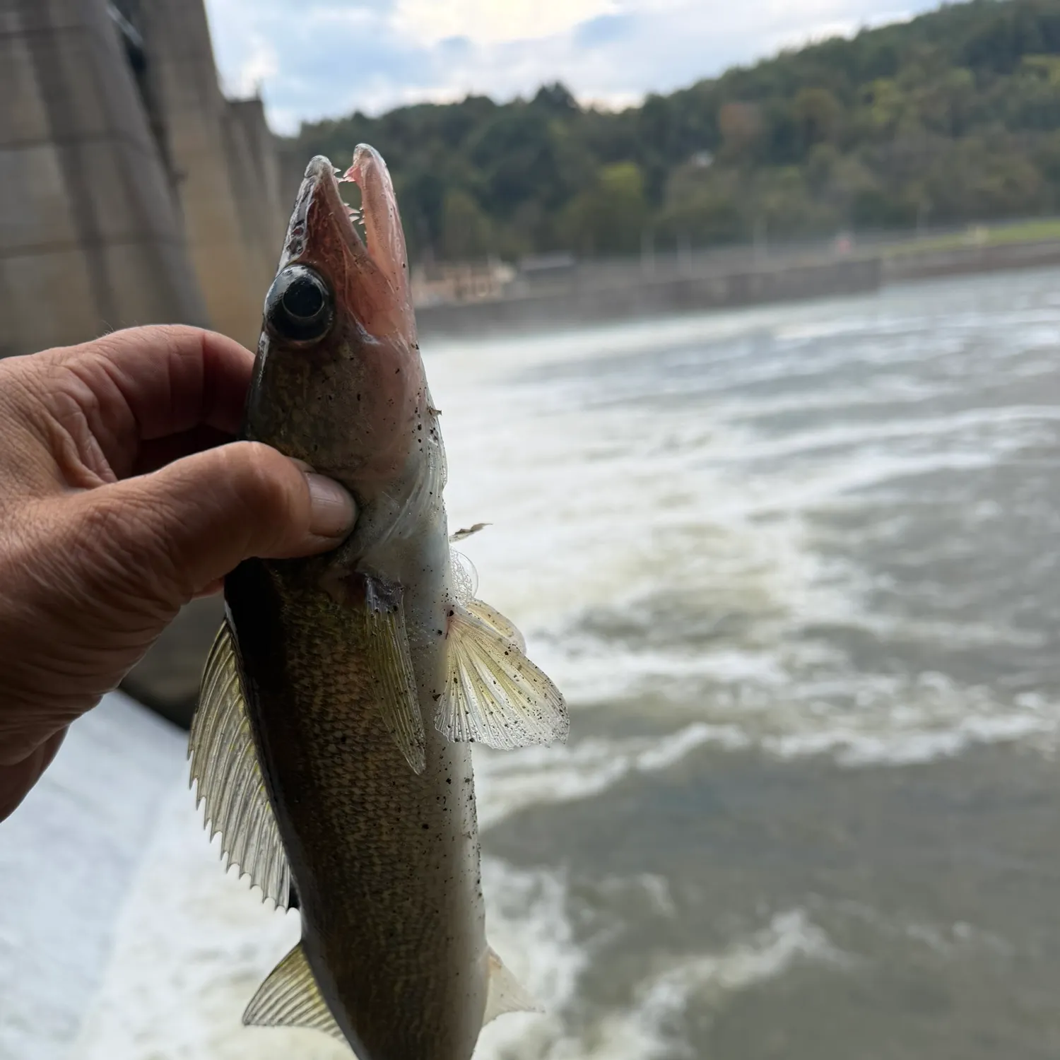 Walleye caught on Fishbrain