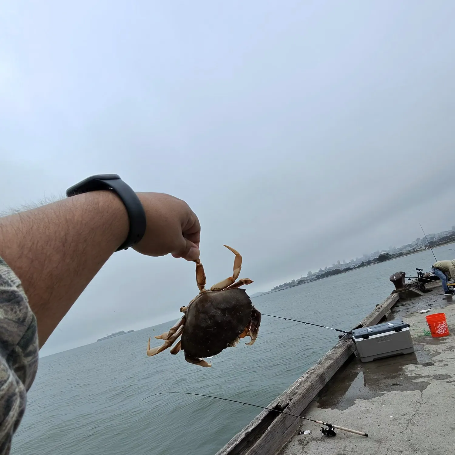 The most recent Dungeness crab catches on Fishbrain