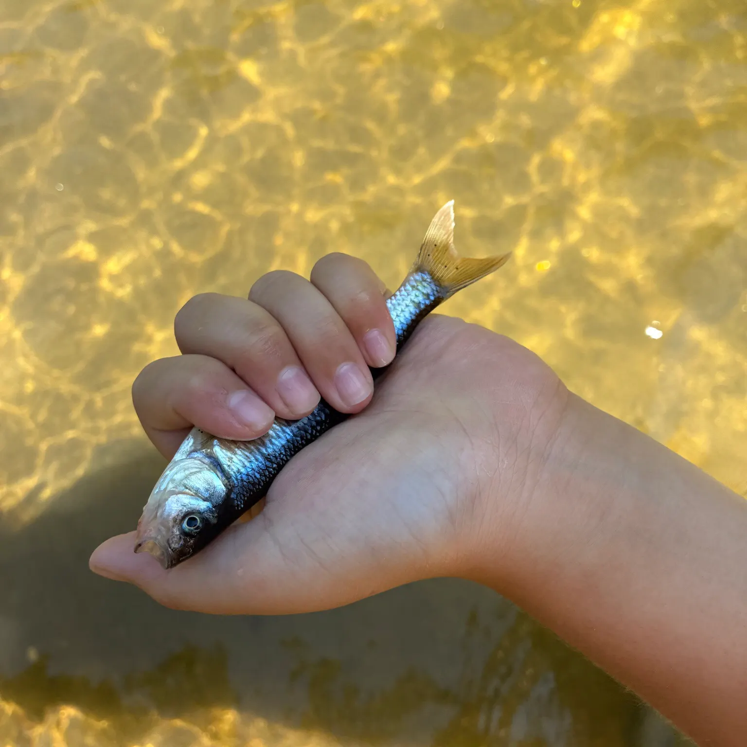 Fallfish caught on Fishbrain