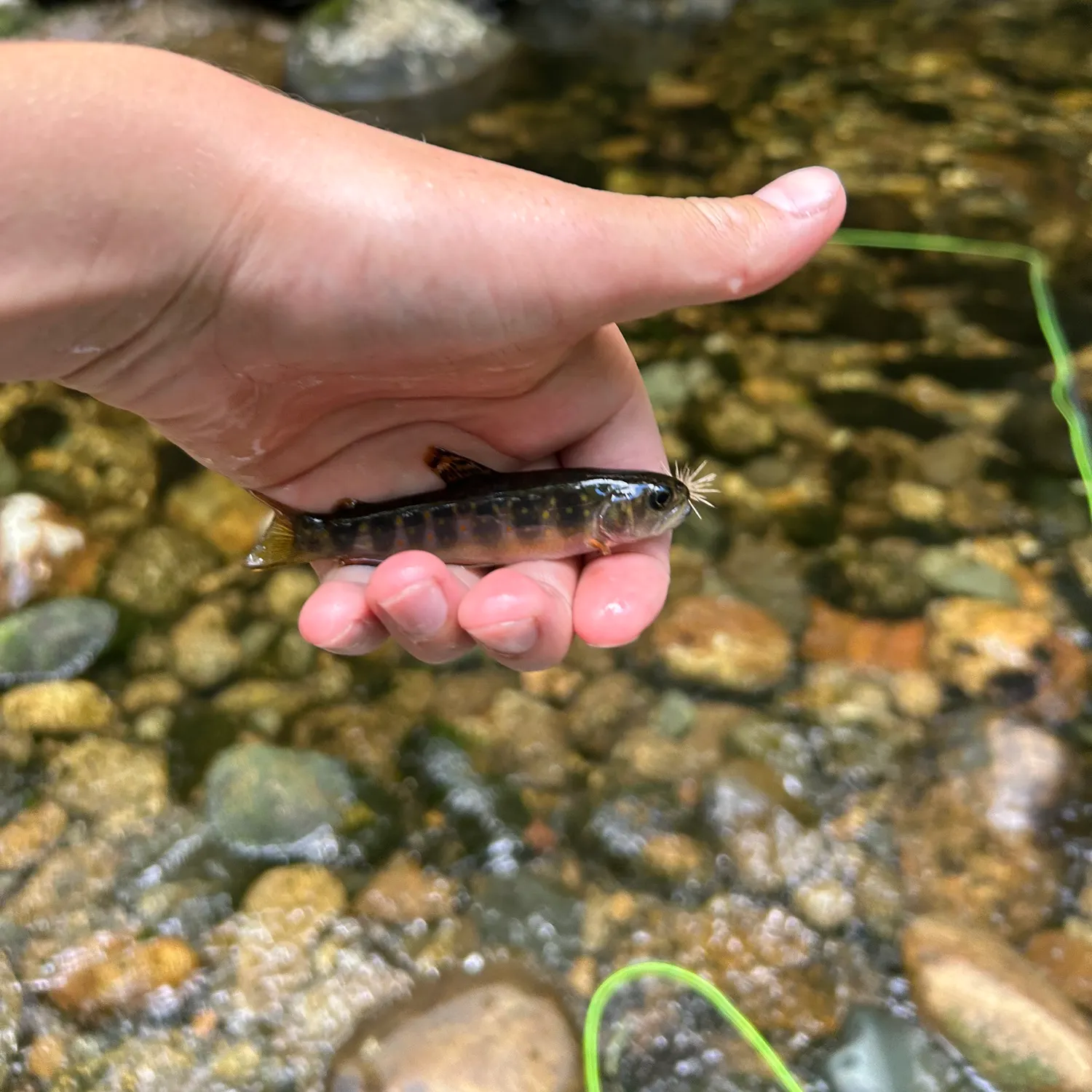 Brook trout caught on Fishbrain