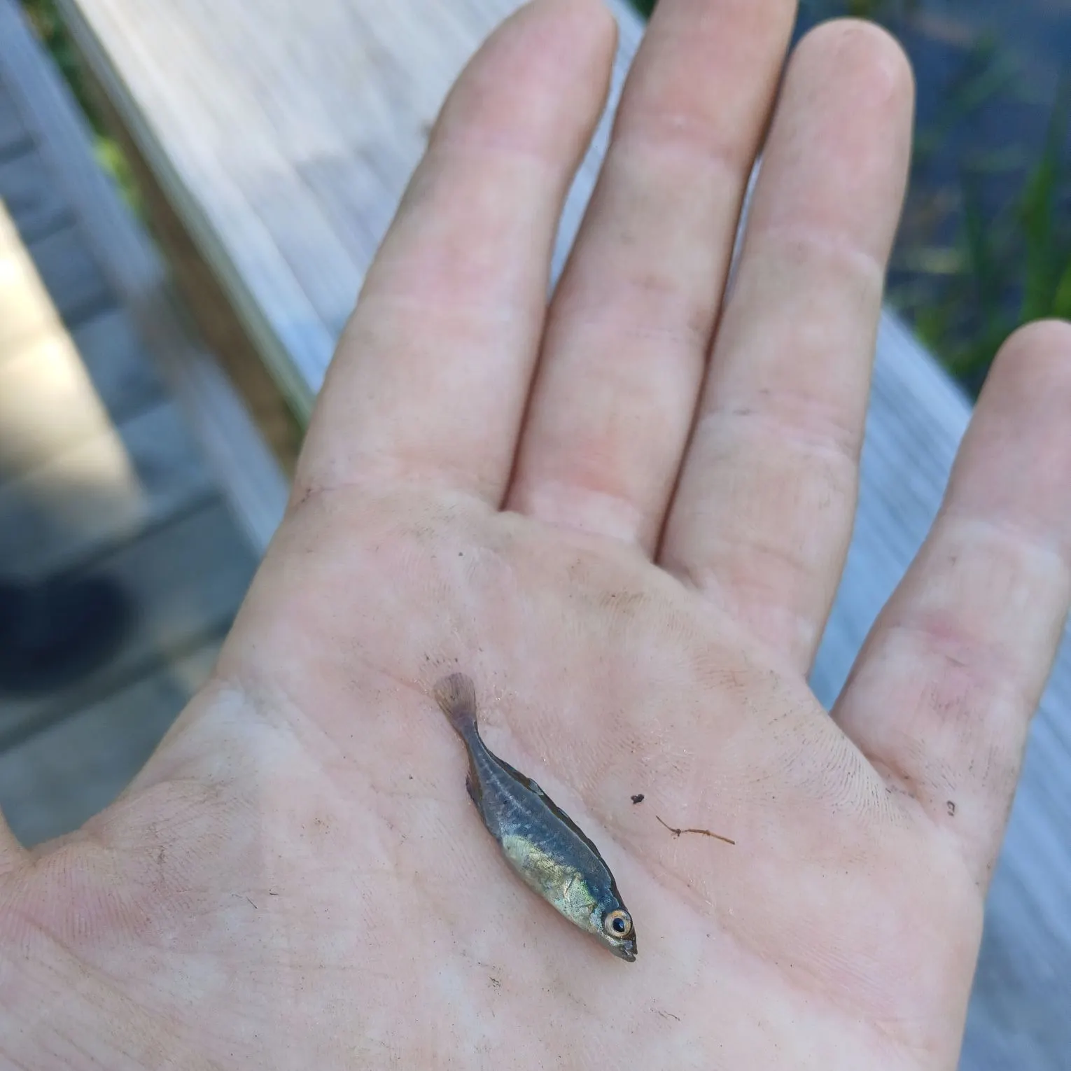 The most recent Guppy catches on Fishbrain