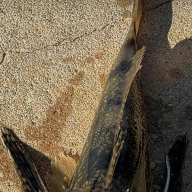 The most recent Northern searobin catches on Fishbrain