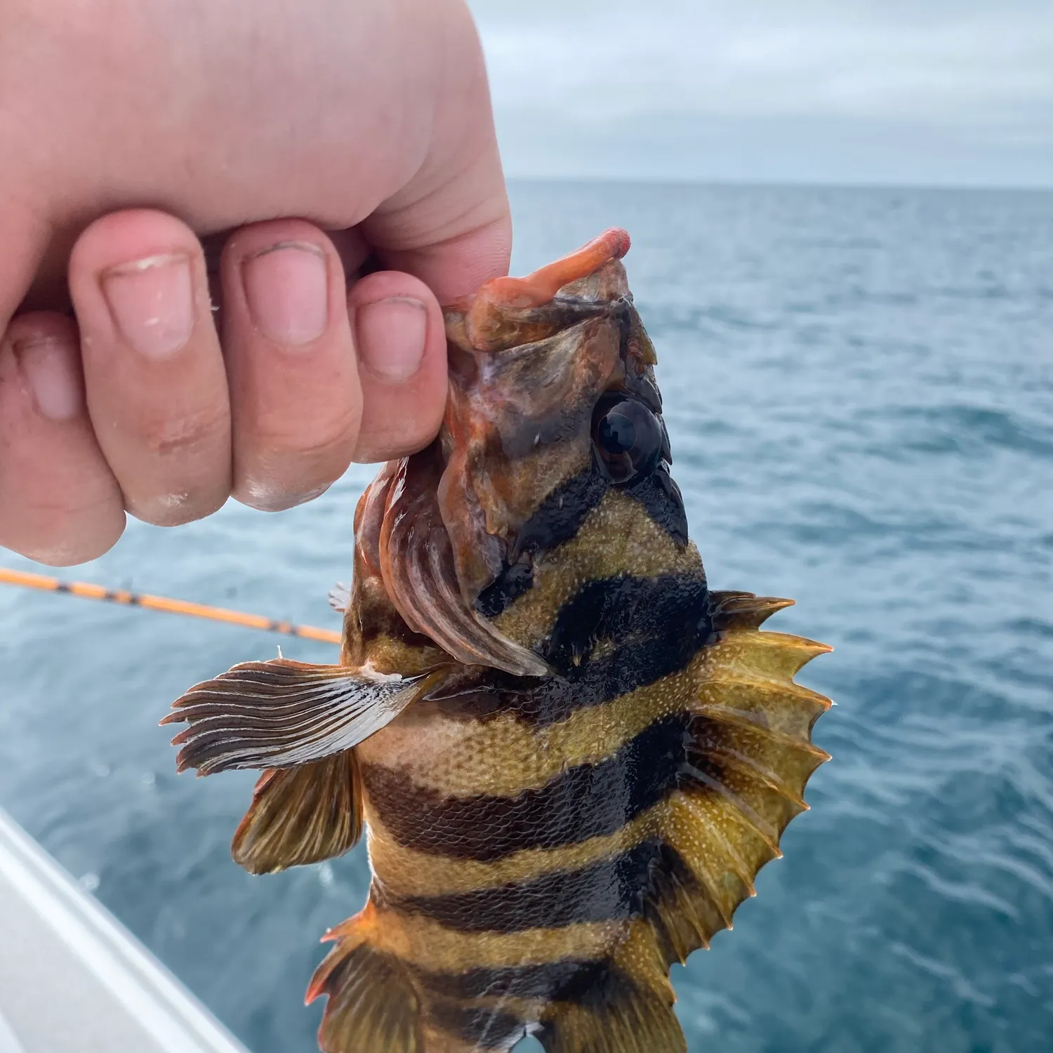 The most recent Rock sea bass catches on Fishbrain