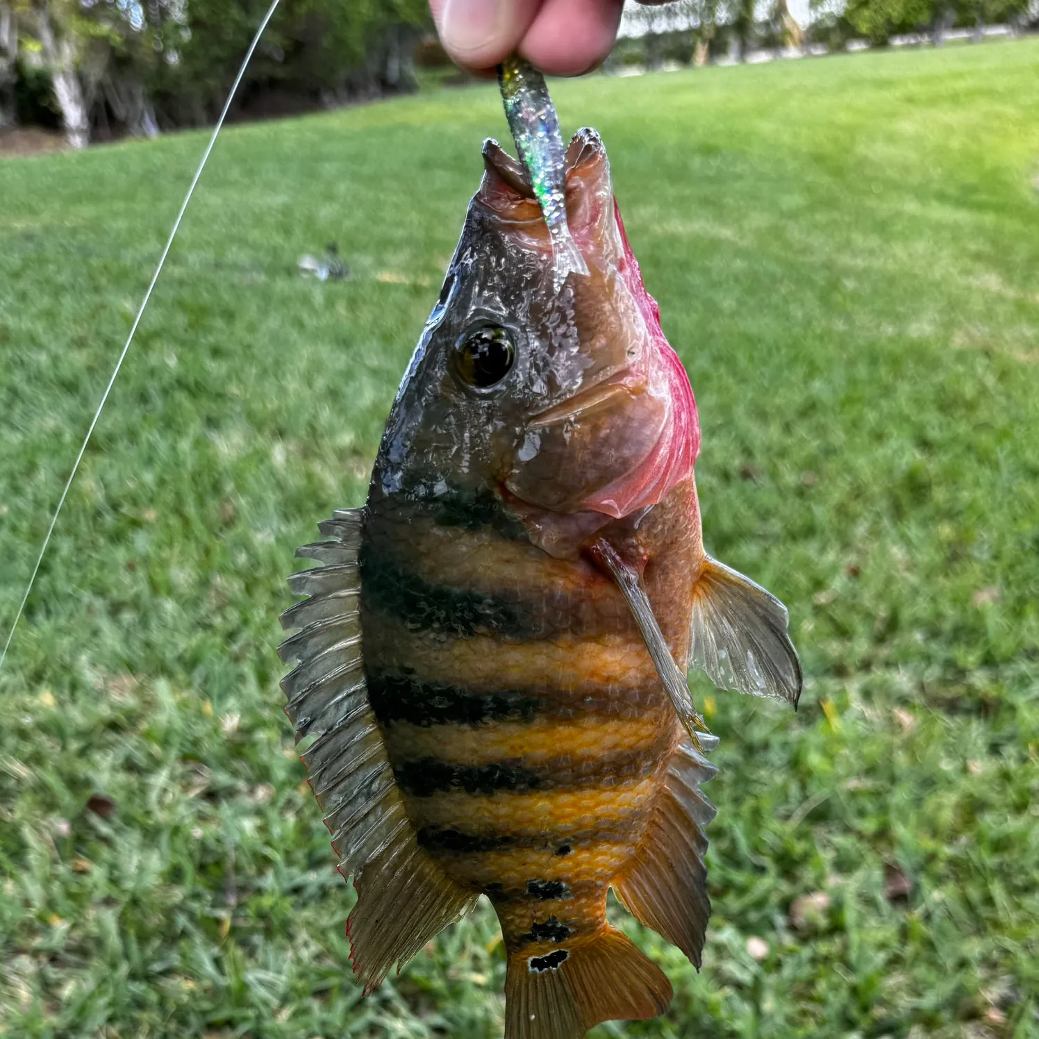 The most recent Mayan cichlid catches on Fishbrain
