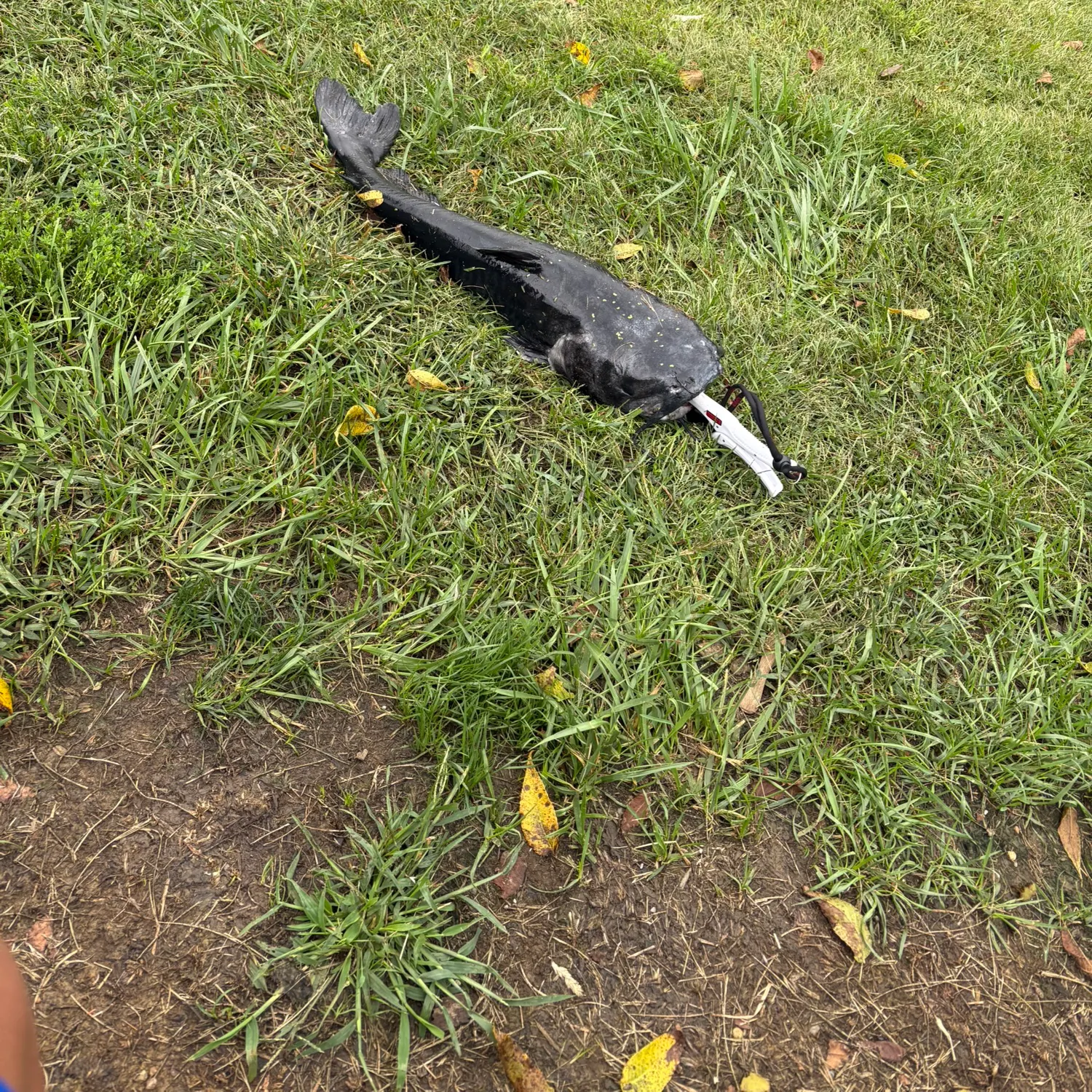 Channel catfish caught on Fishbrain