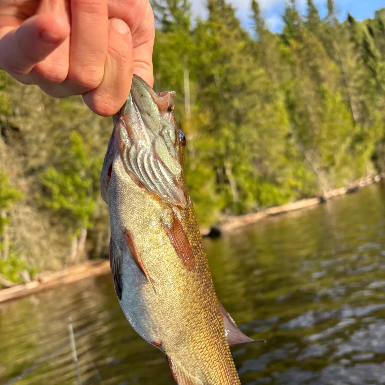 Smallmouth bass caught on Fishbrain