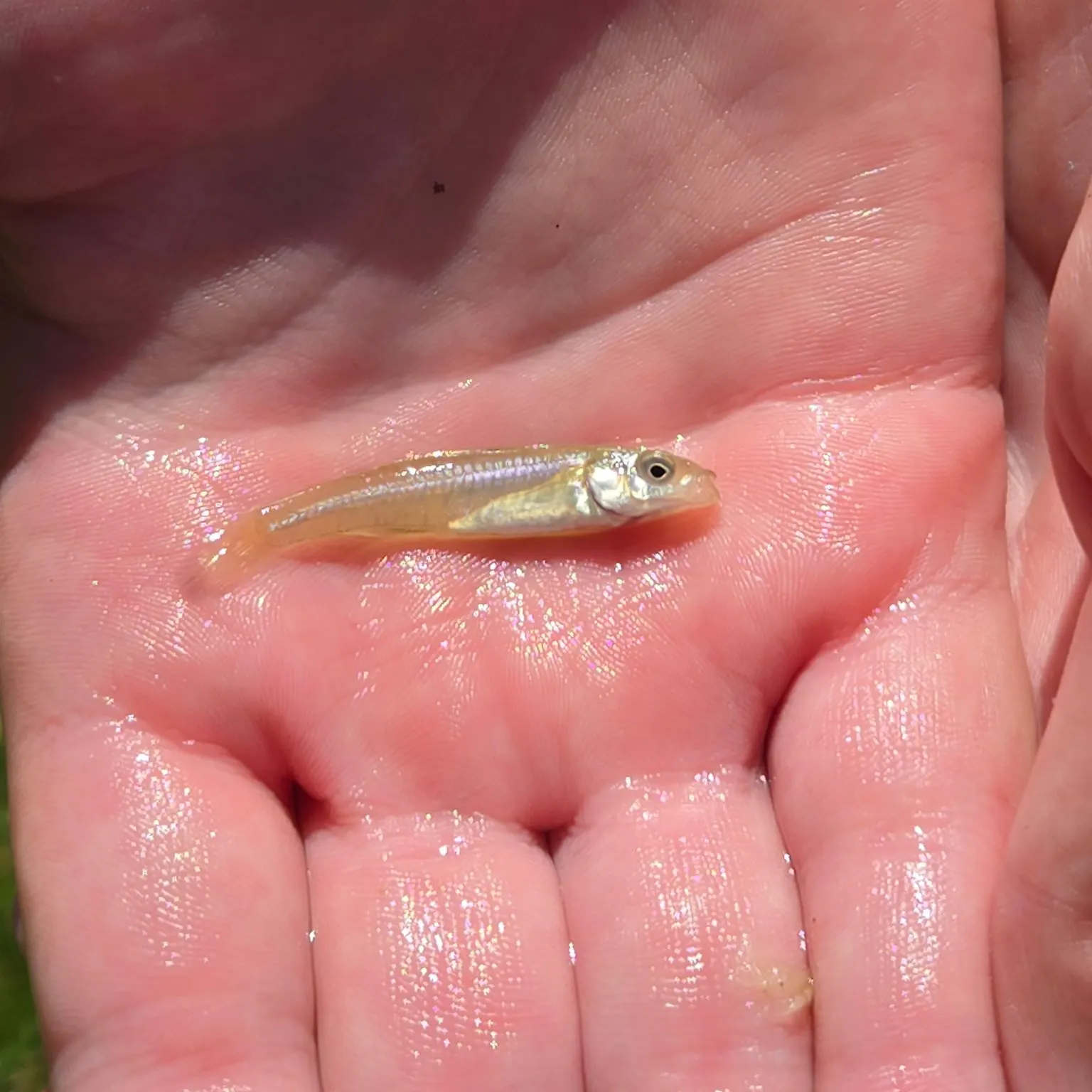 The most recent Sand shiner catches on Fishbrain