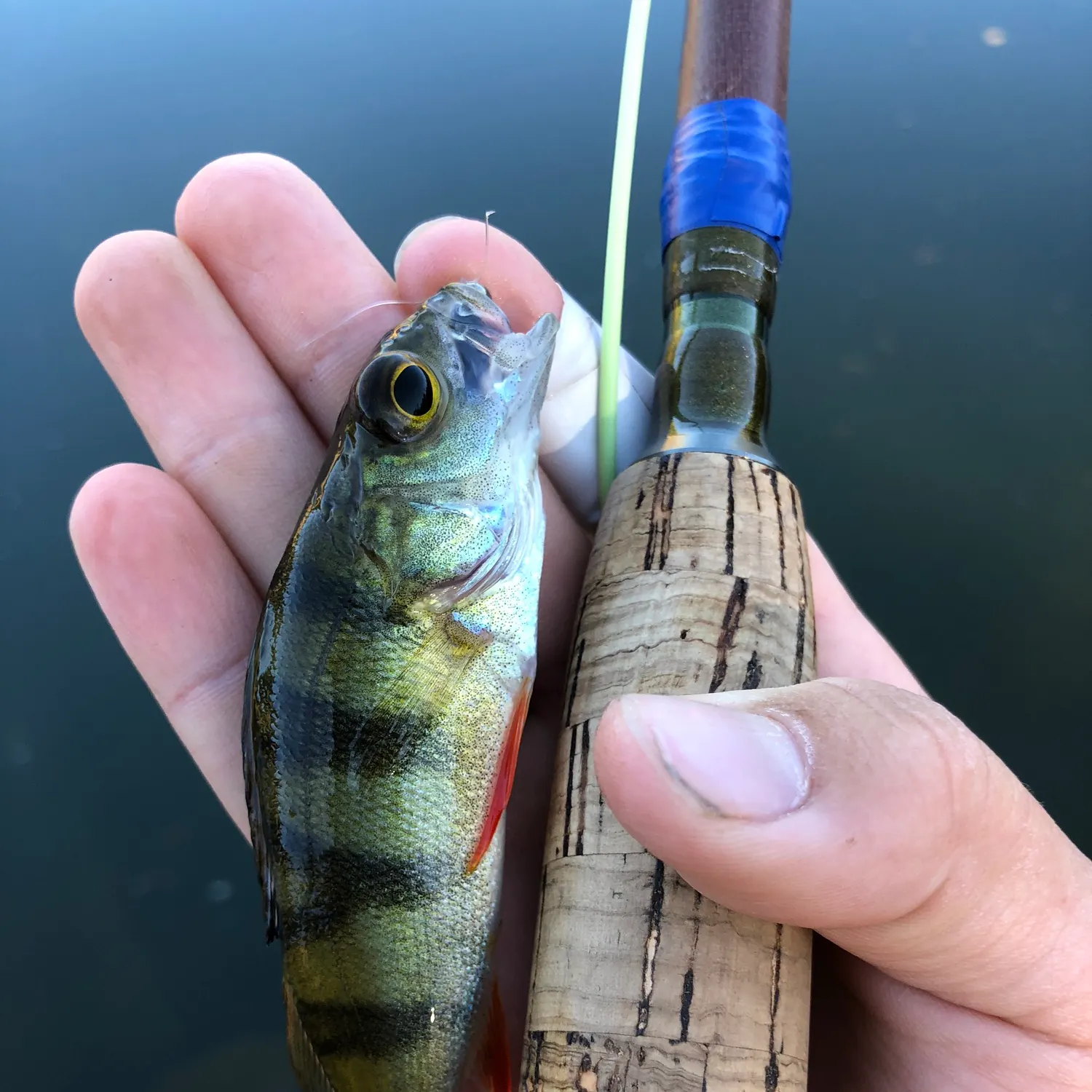 European perch caught on Fishbrain