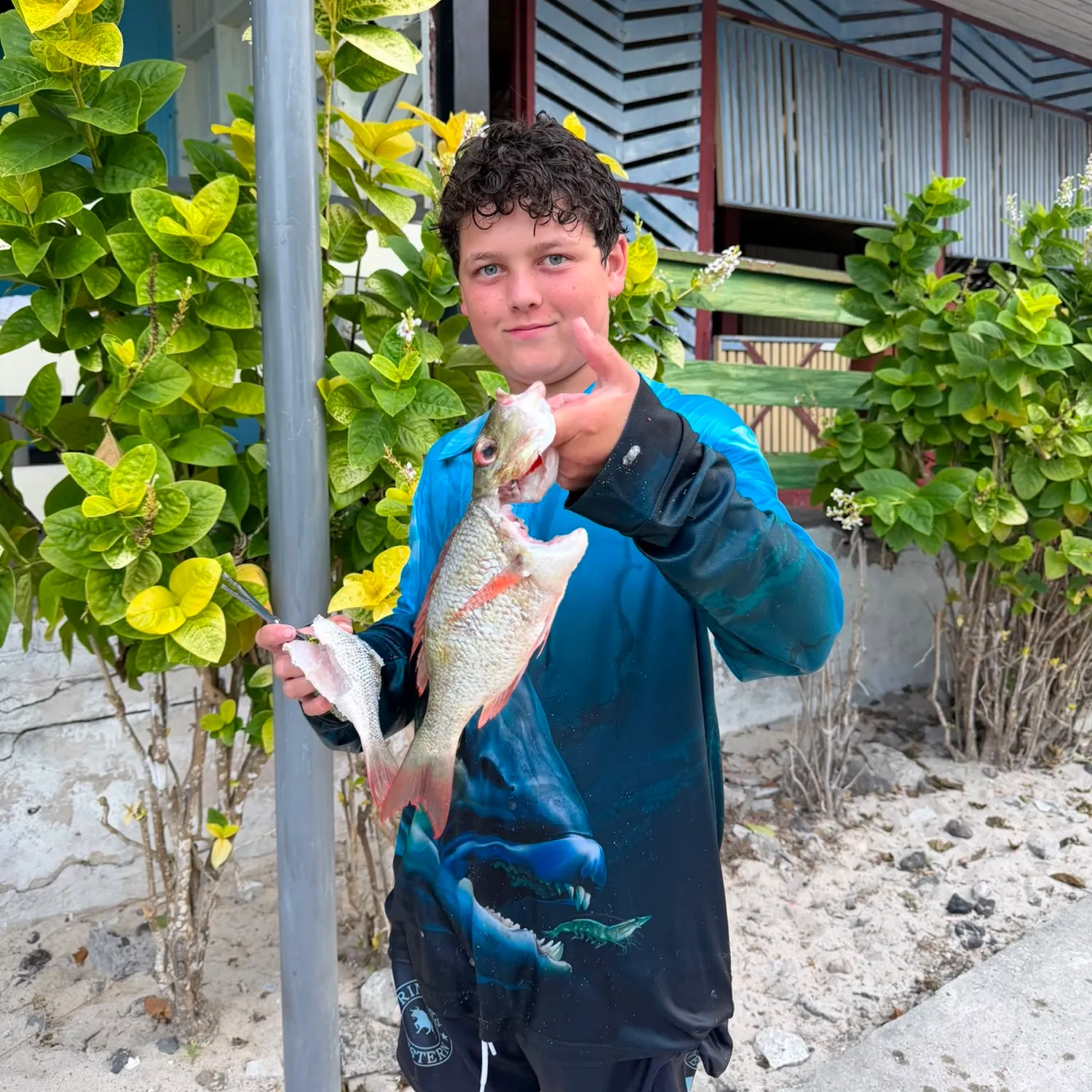 The most recent Mangrove red snapper catches on Fishbrain