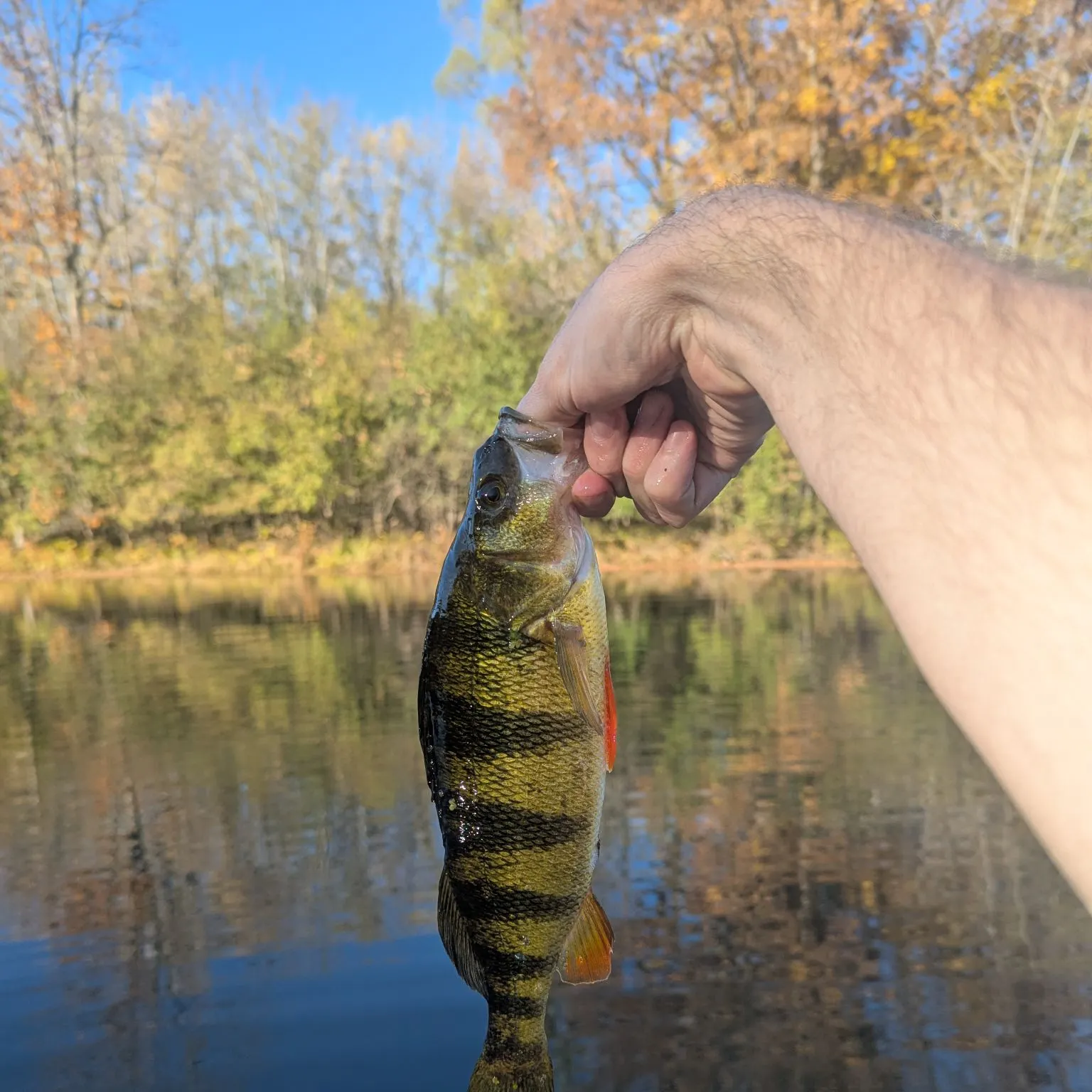 Yellow perch caught on Fishbrain