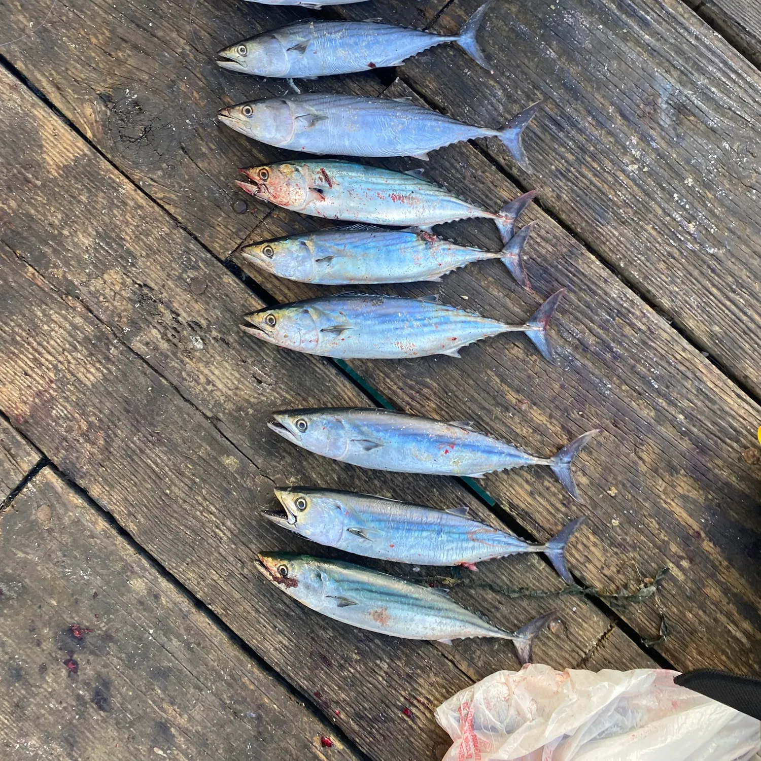Fish caught on Fishbrain