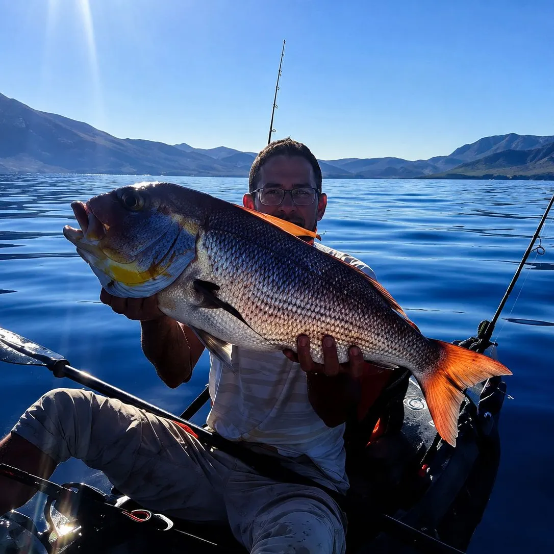 The most recent Australasian snapper catches on Fishbrain