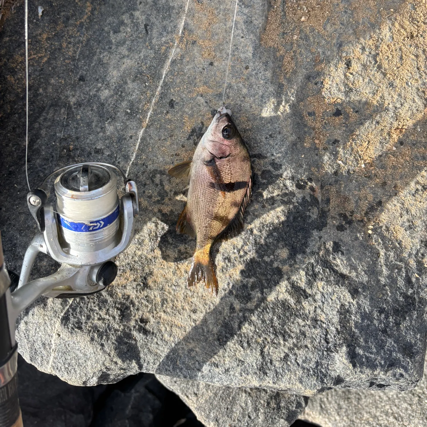 The most recent Sargo catches on Fishbrain