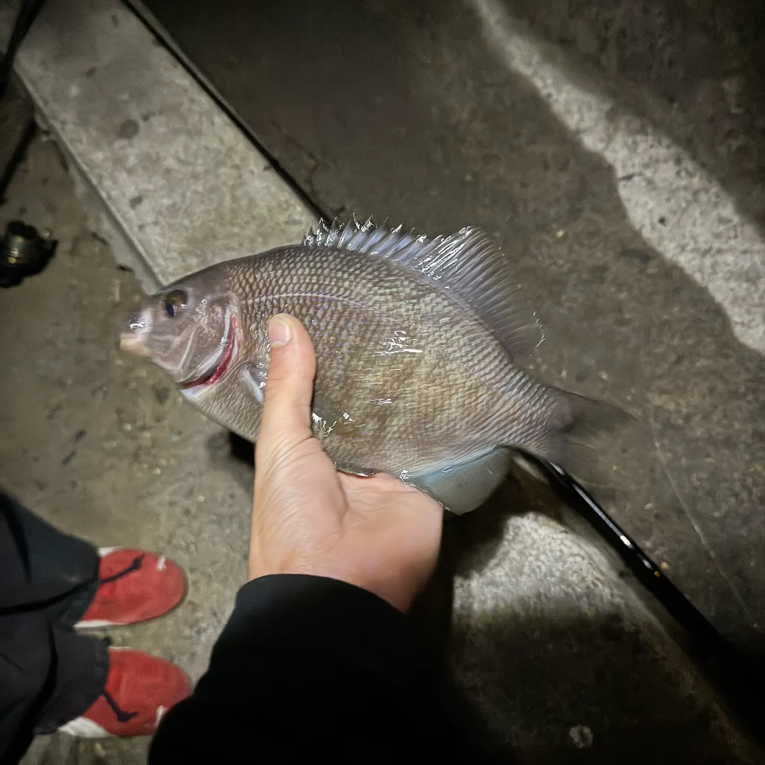 The most recent Rubberlip seaperch catches on Fishbrain