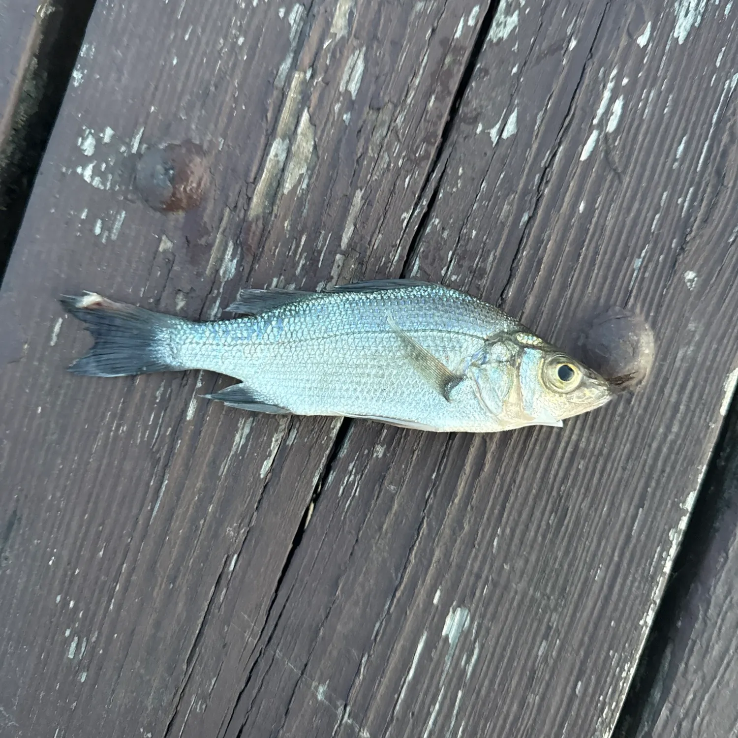 The most recent Blueback shad catches on Fishbrain