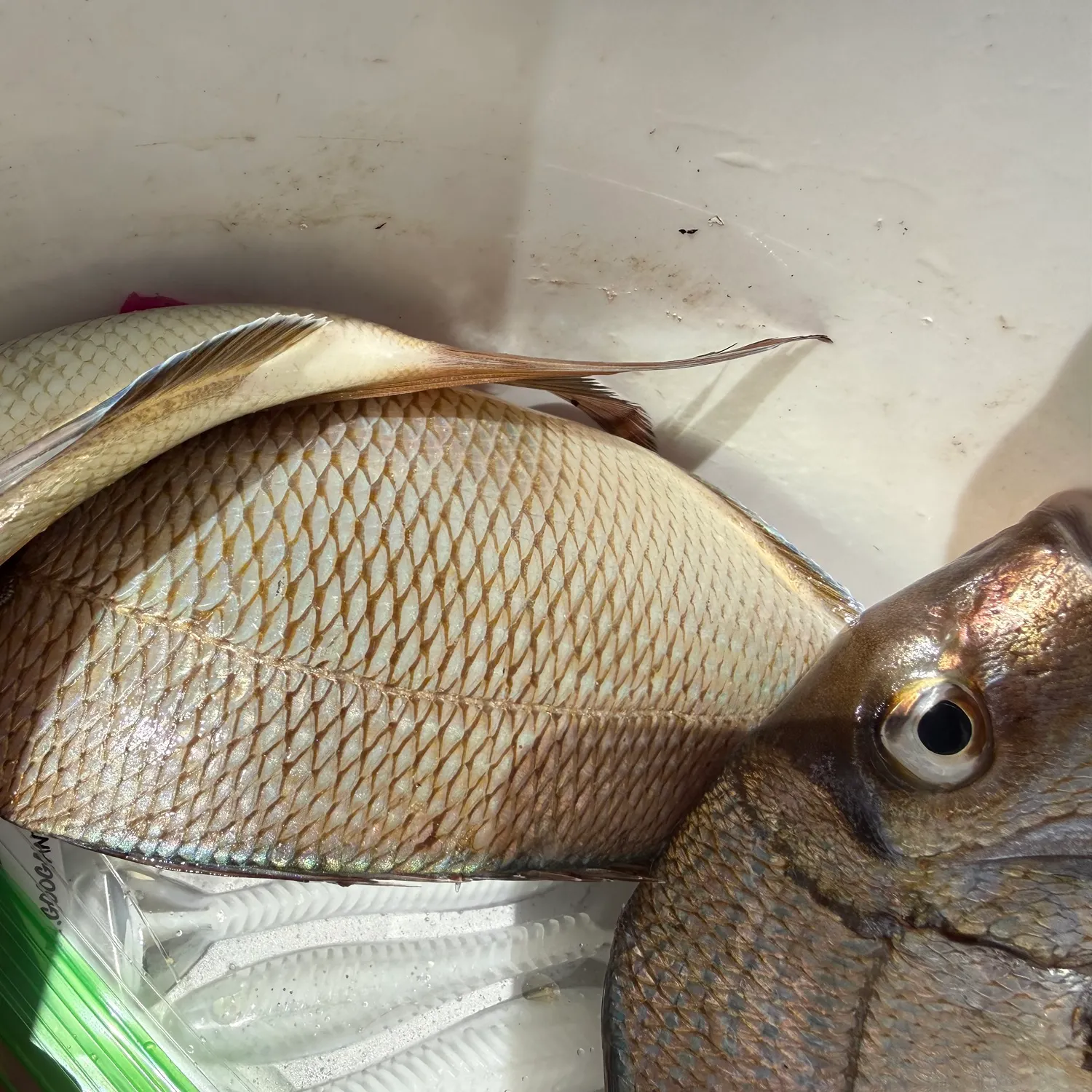 Scup caught on Fishbrain