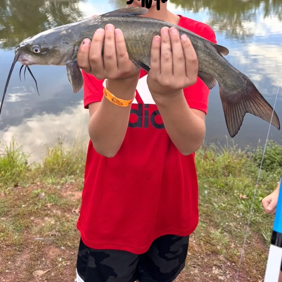 Channel catfish caught on Fishbrain