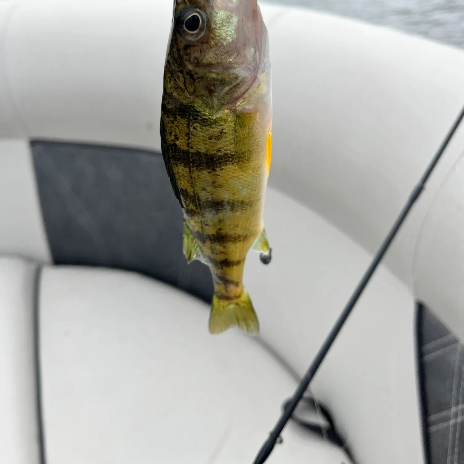 Yellow perch caught on Fishbrain