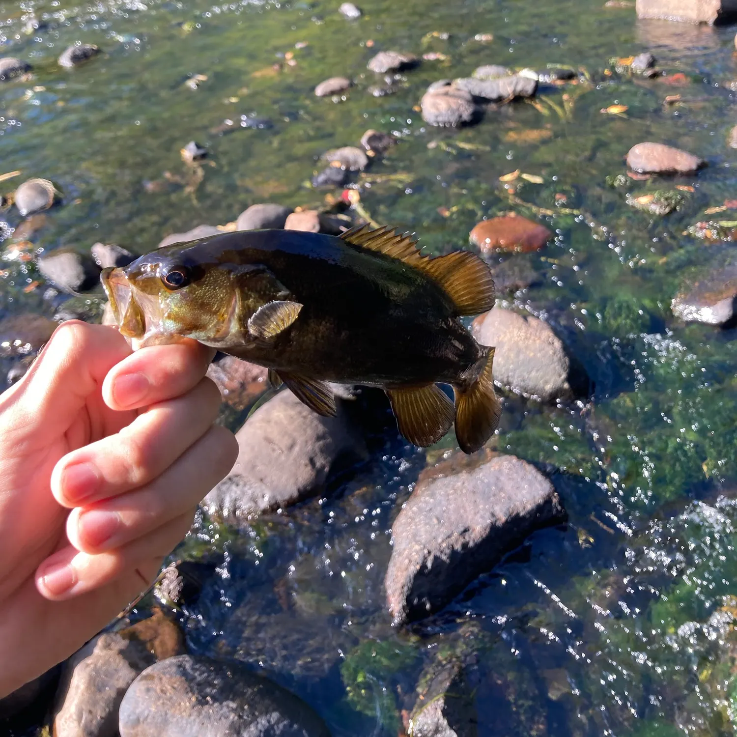 Smallmouth bass caught on Fishbrain