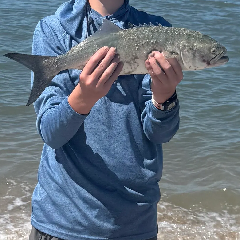 Bluefish caught on Fishbrain