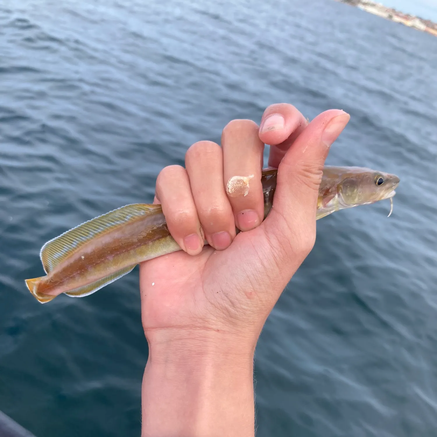 The most recent Common ling catches on Fishbrain