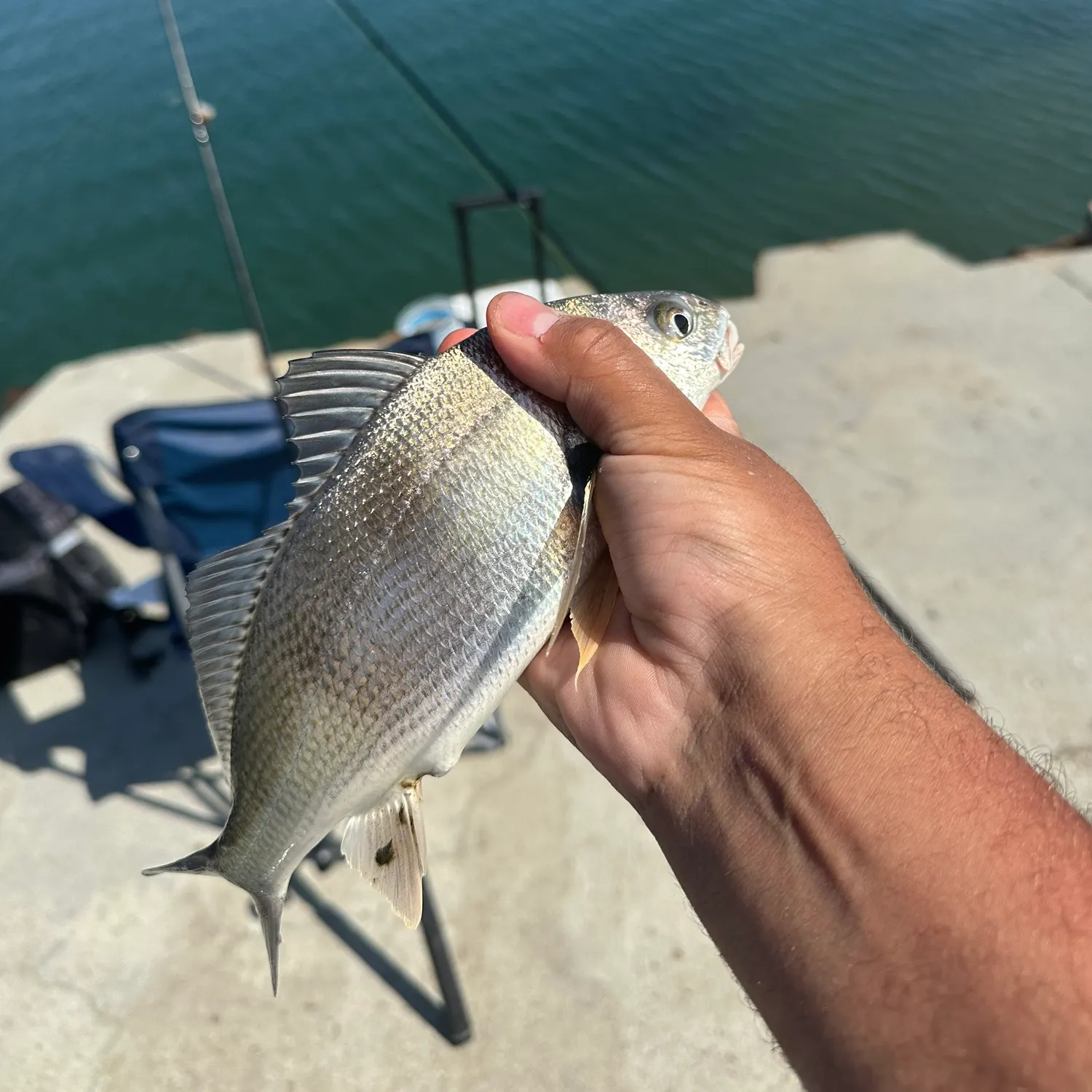 The most recent Spotfin croaker catches on Fishbrain