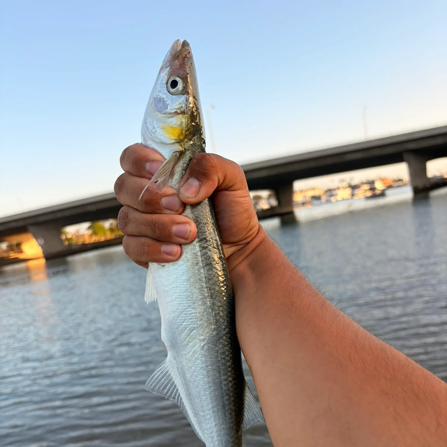 The most recent Topsmelt silverside catches on Fishbrain