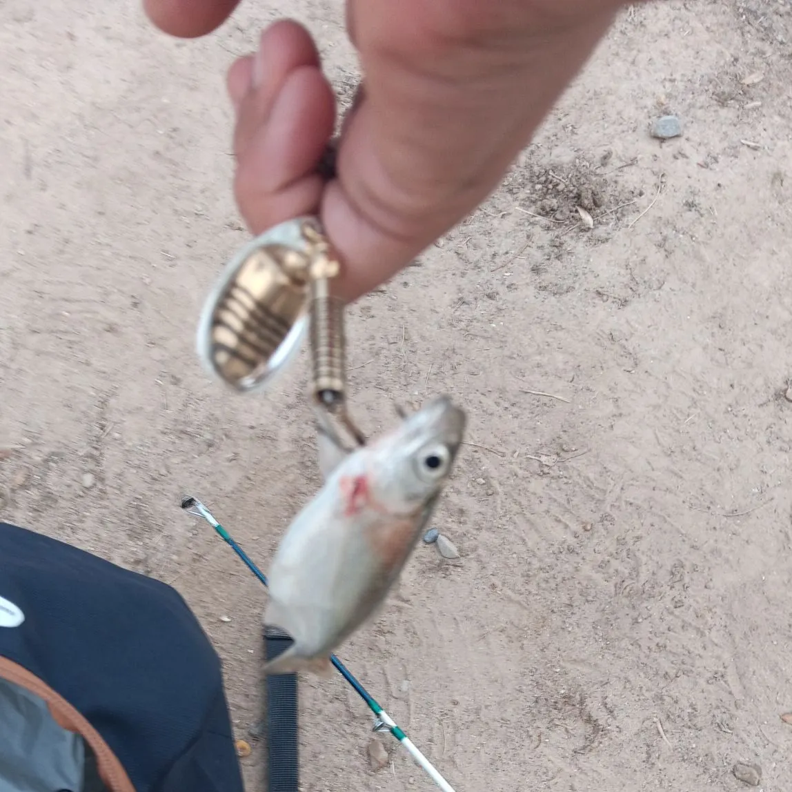 Common bleak caught on Fishbrain