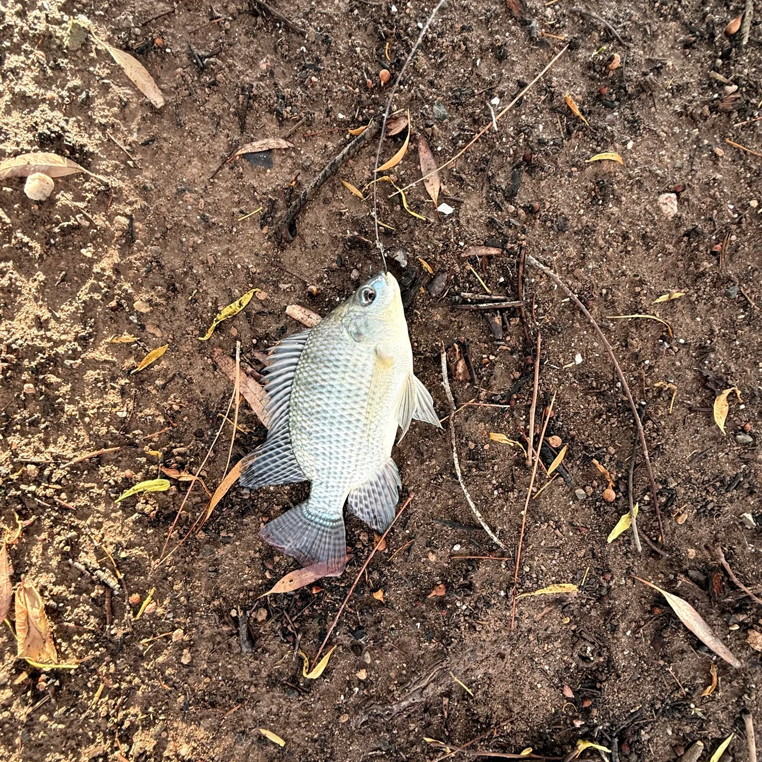 Nile tilapia caught on Fishbrain