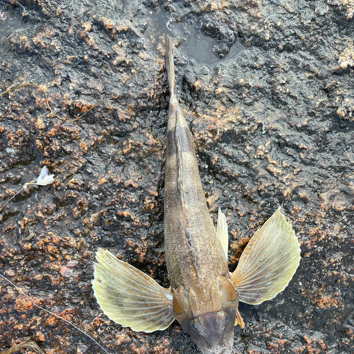 The most recent Northern searobin catches on Fishbrain