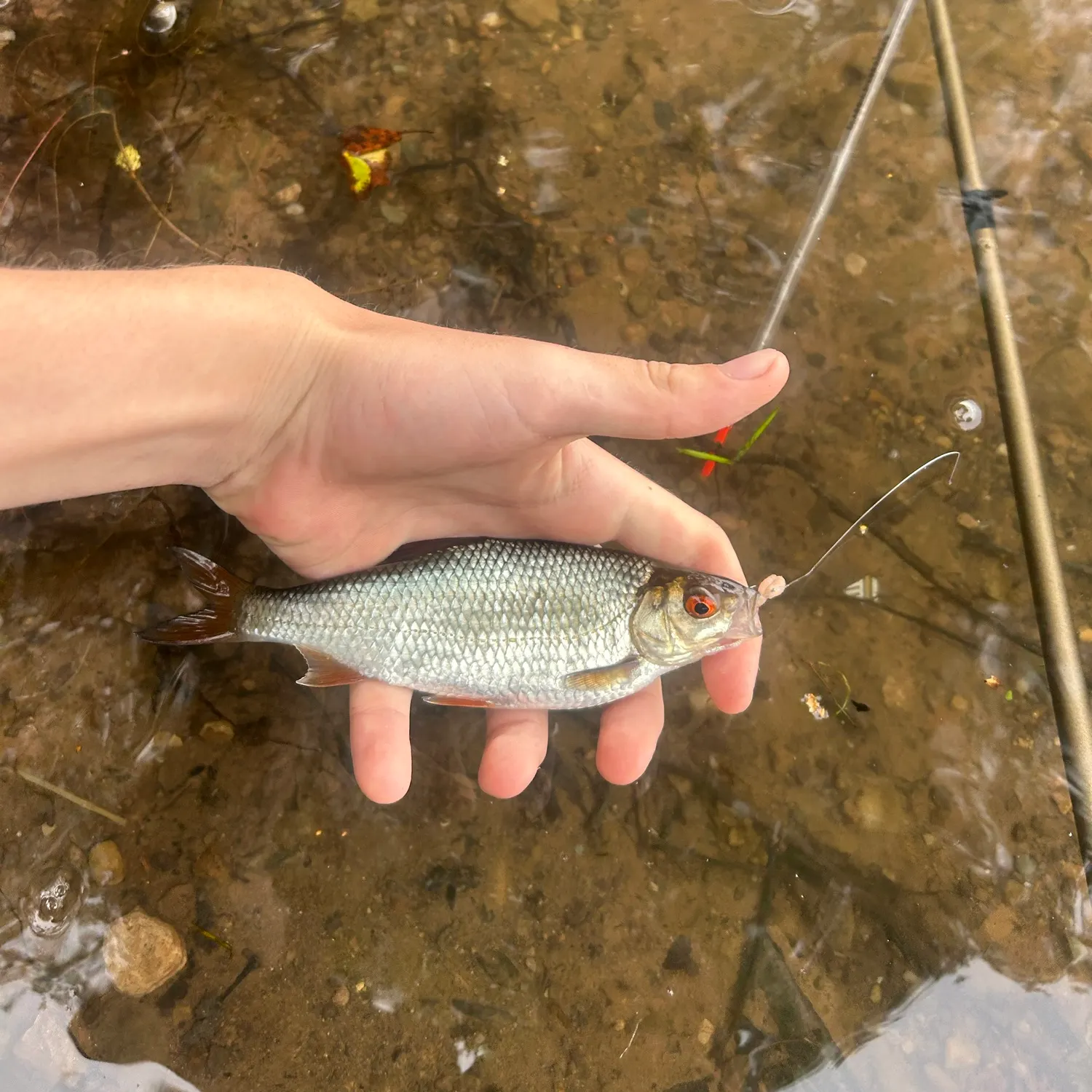 Common roach caught on Fishbrain