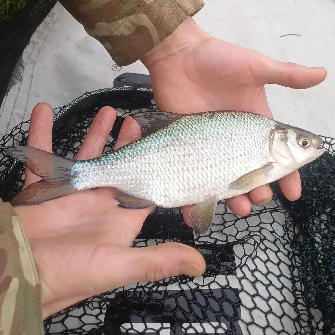 The most recent Common bream catches on Fishbrain