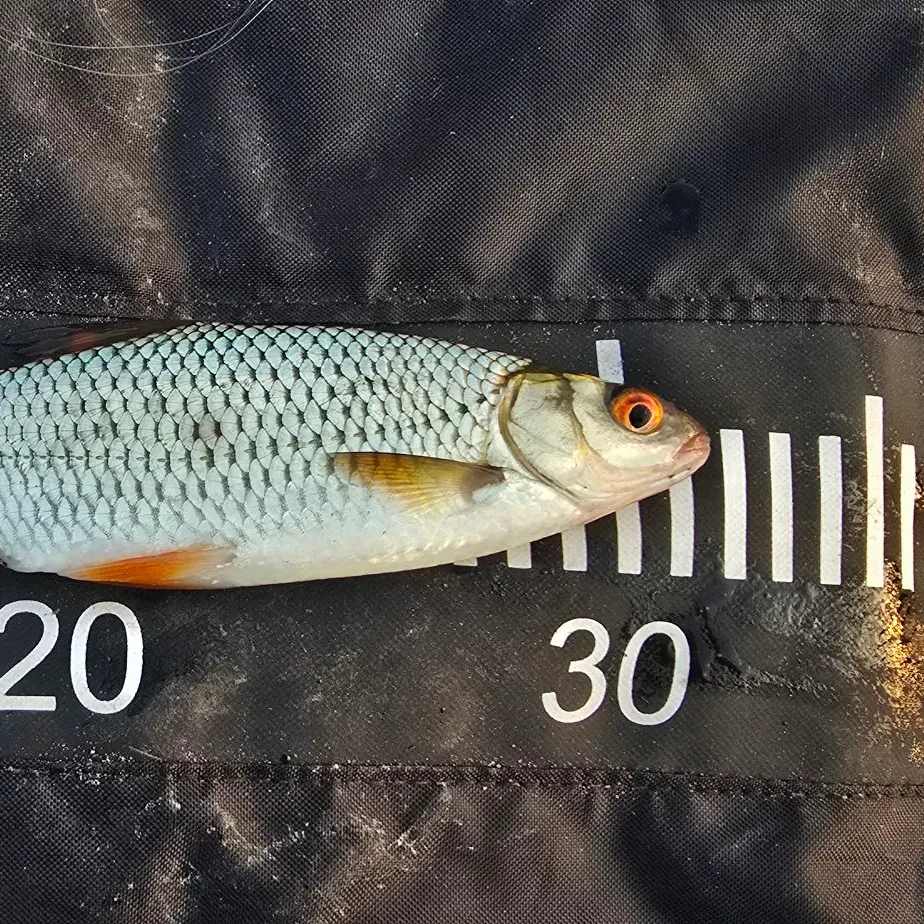 The most recent Common roach catches on Fishbrain