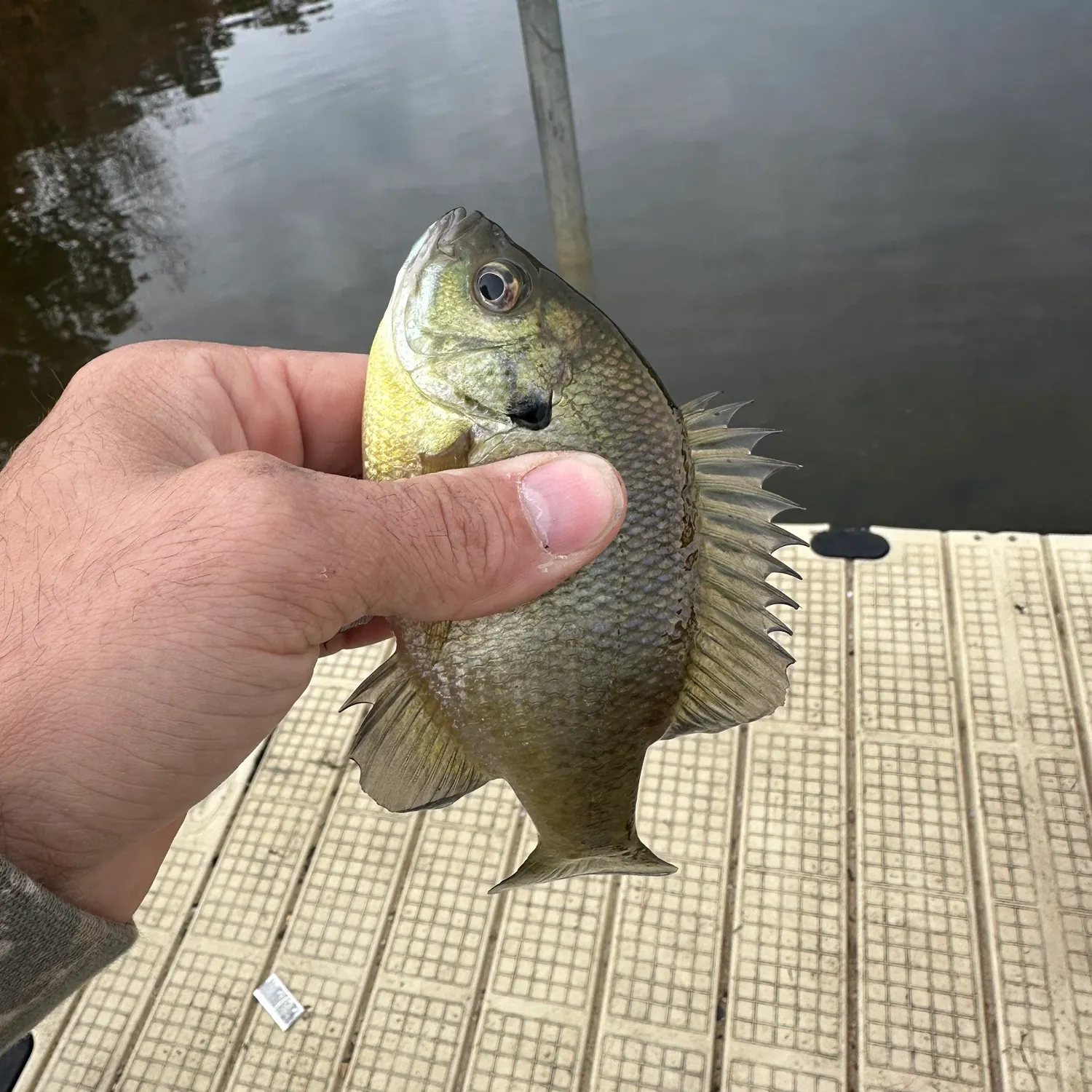 Bluegill caught on Fishbrain