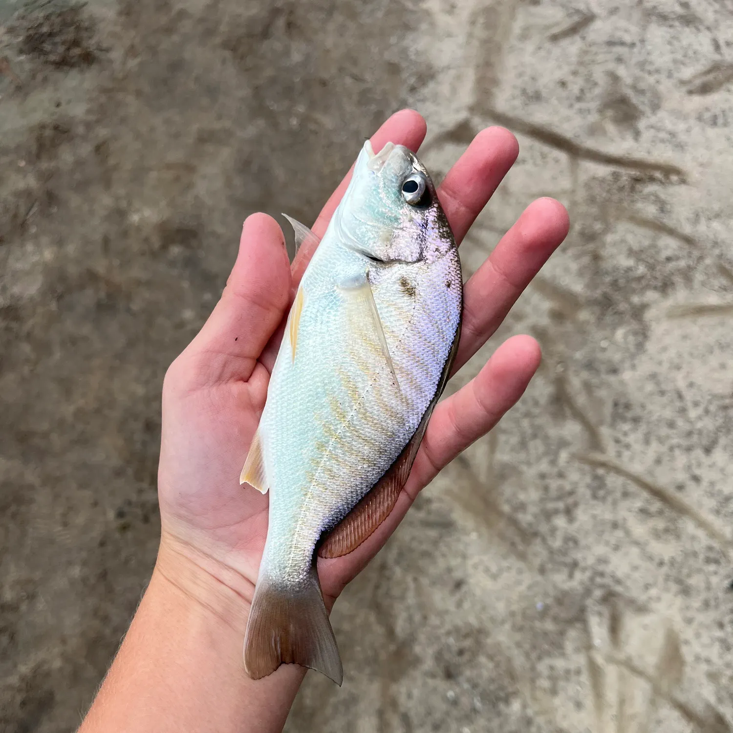 Spot croaker caught on Fishbrain