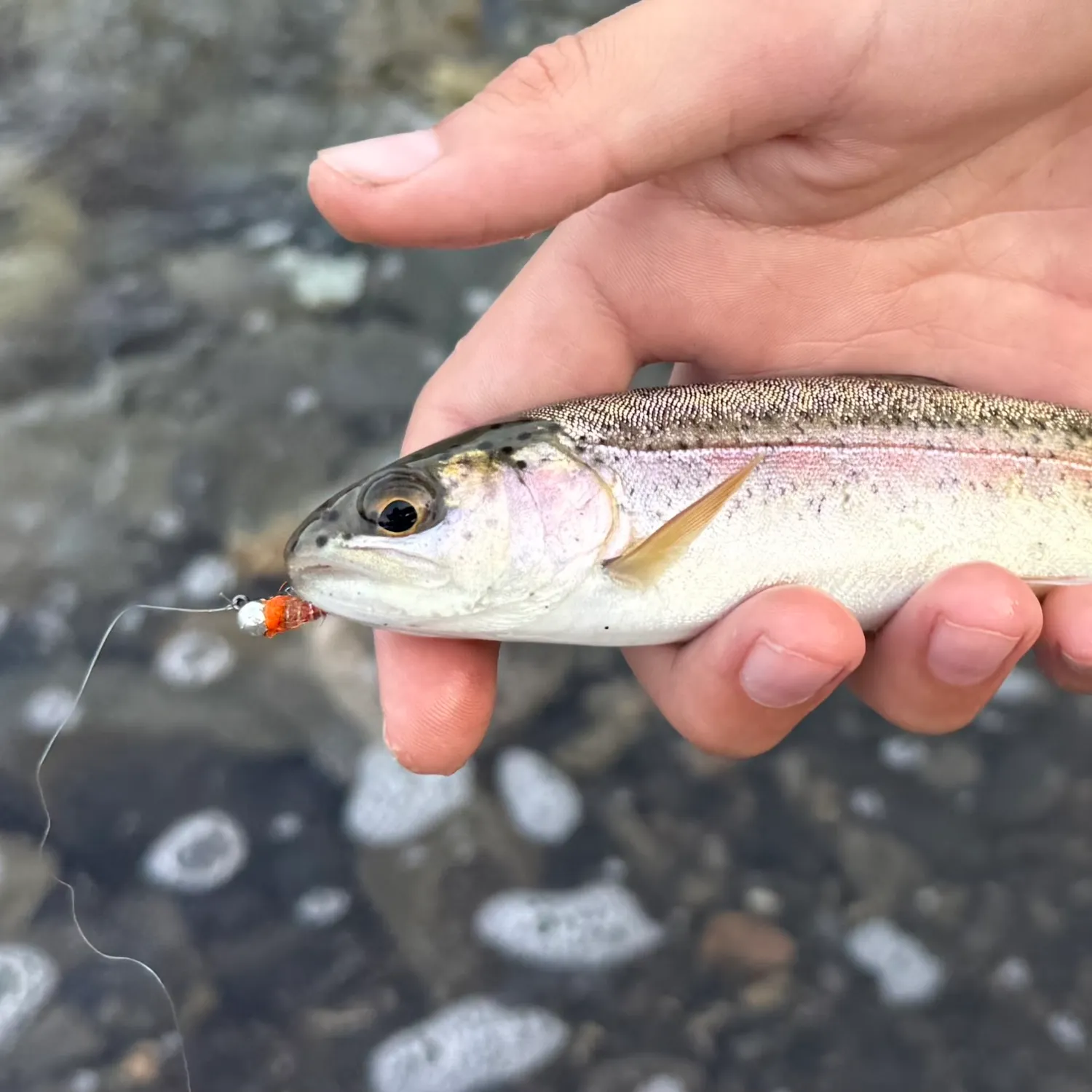 Fish caught on Fishbrain
