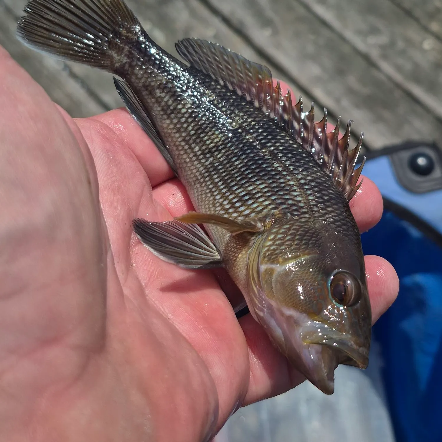 The most recent Black sea bass catches on Fishbrain