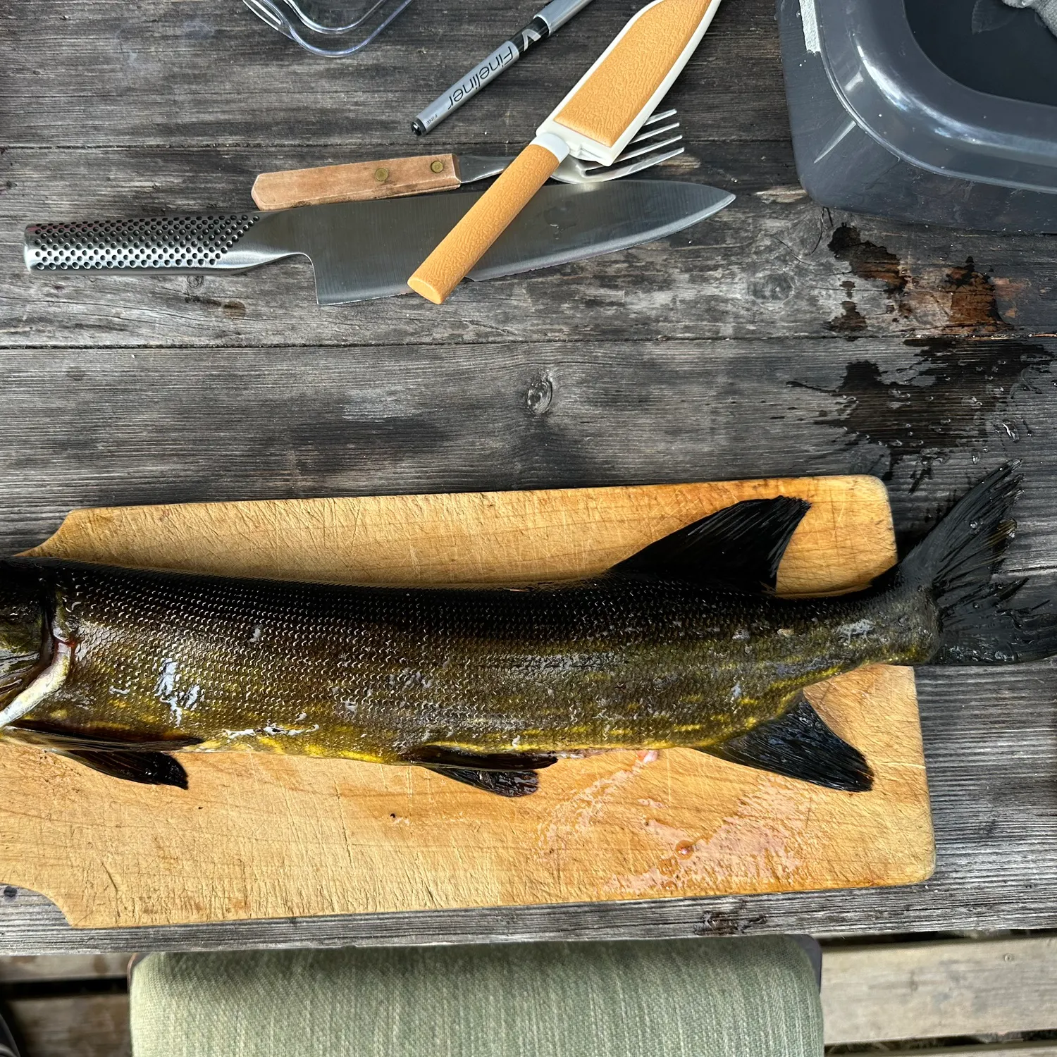 recently logged catches