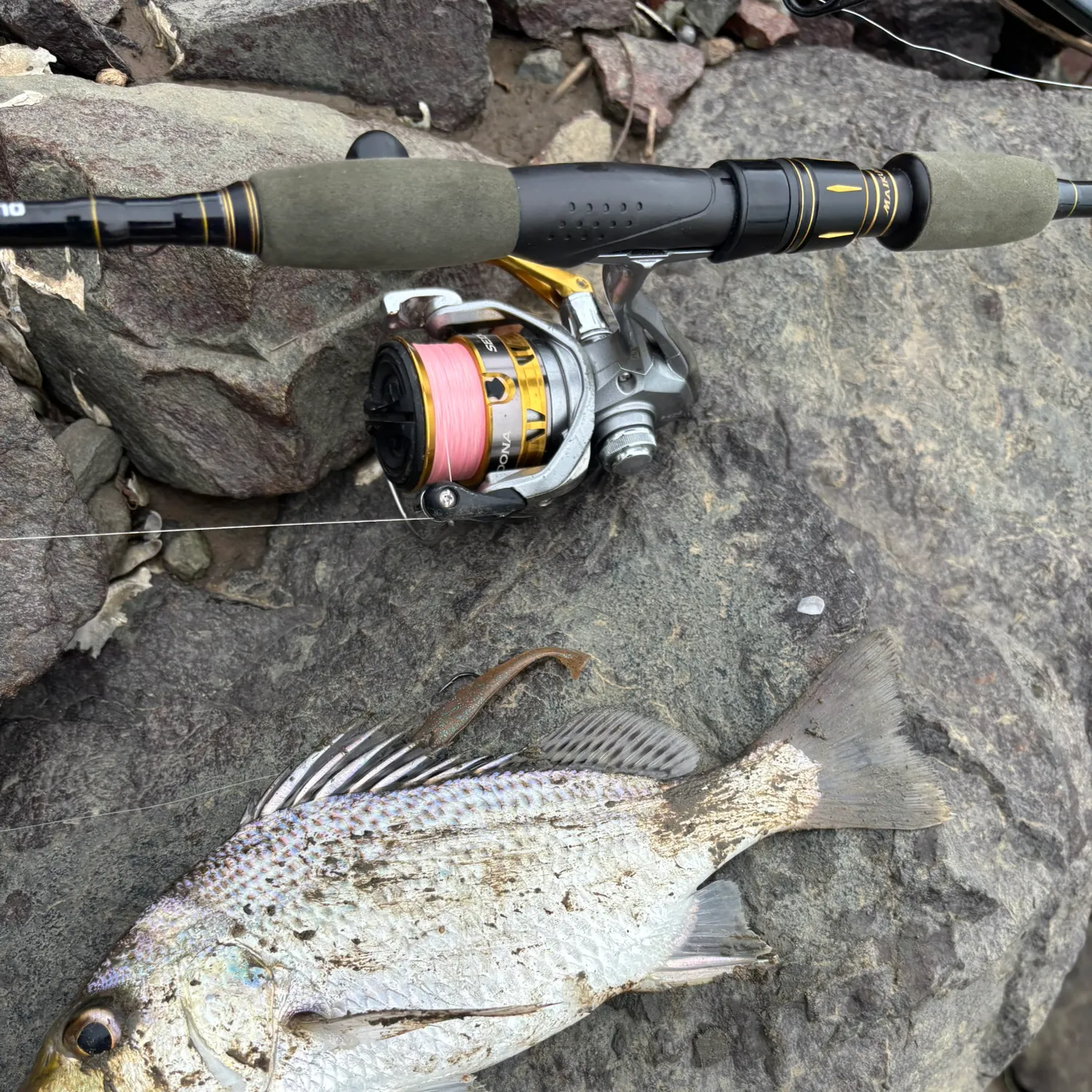 The most recent Javelin grunter catches on Fishbrain